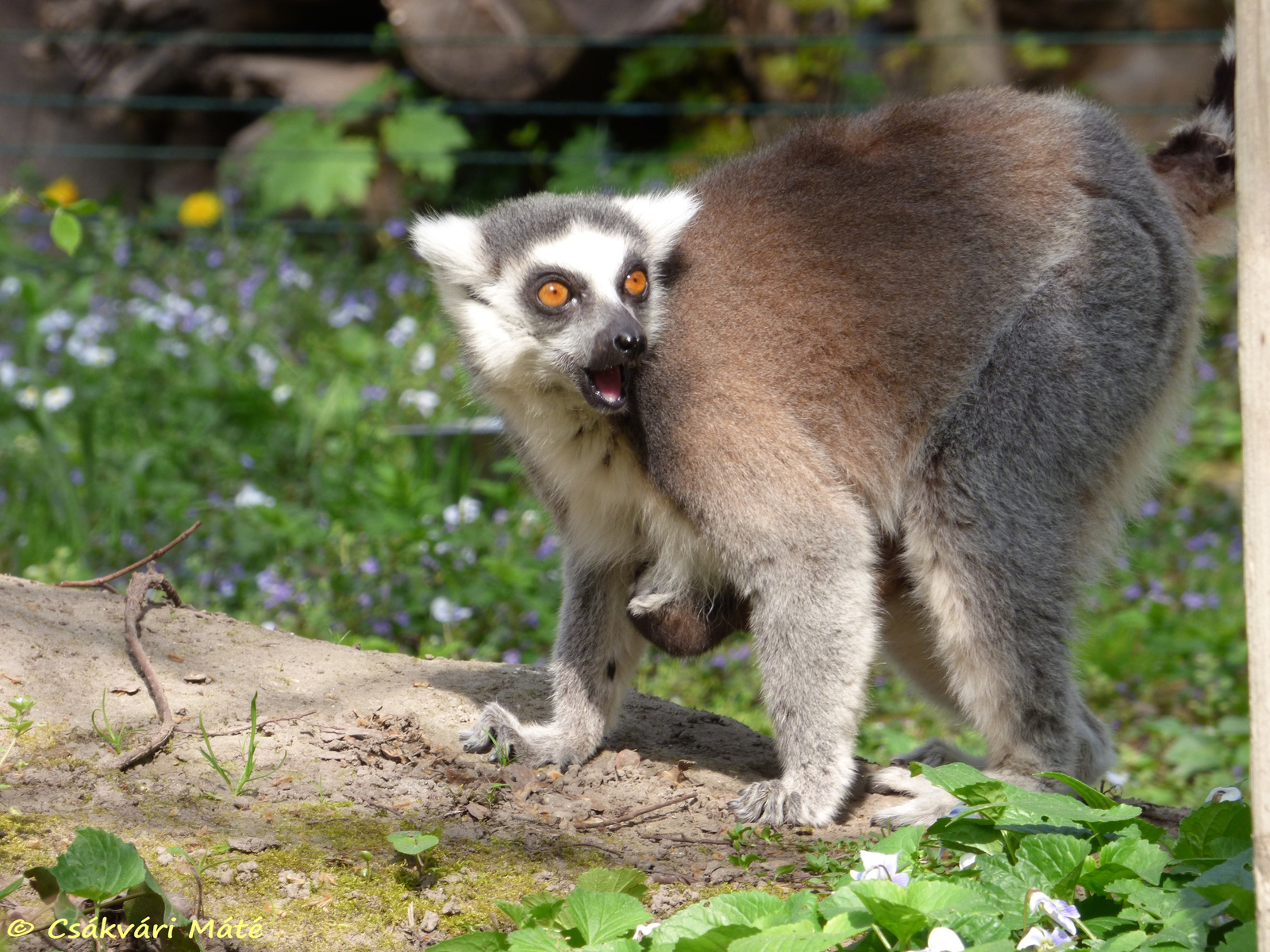 Lemur catta