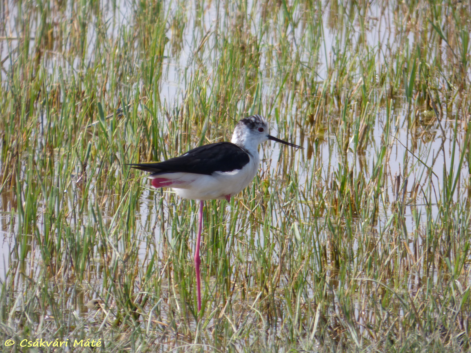 Himantopus himantopus