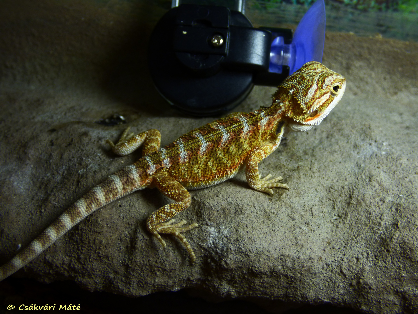 Pogona vitticeps