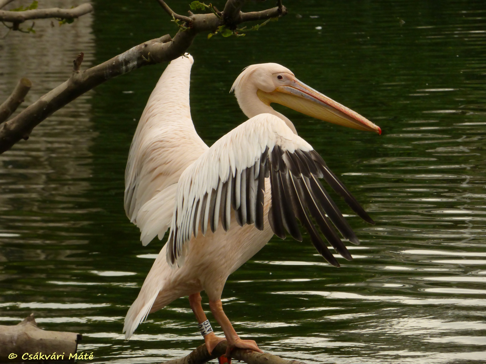 Pelecanus onocrotalus