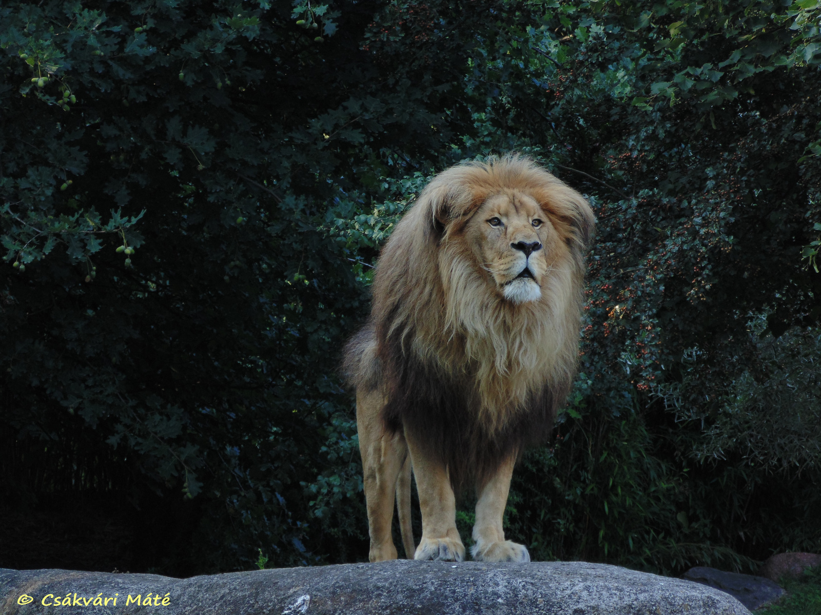 Panthera leo