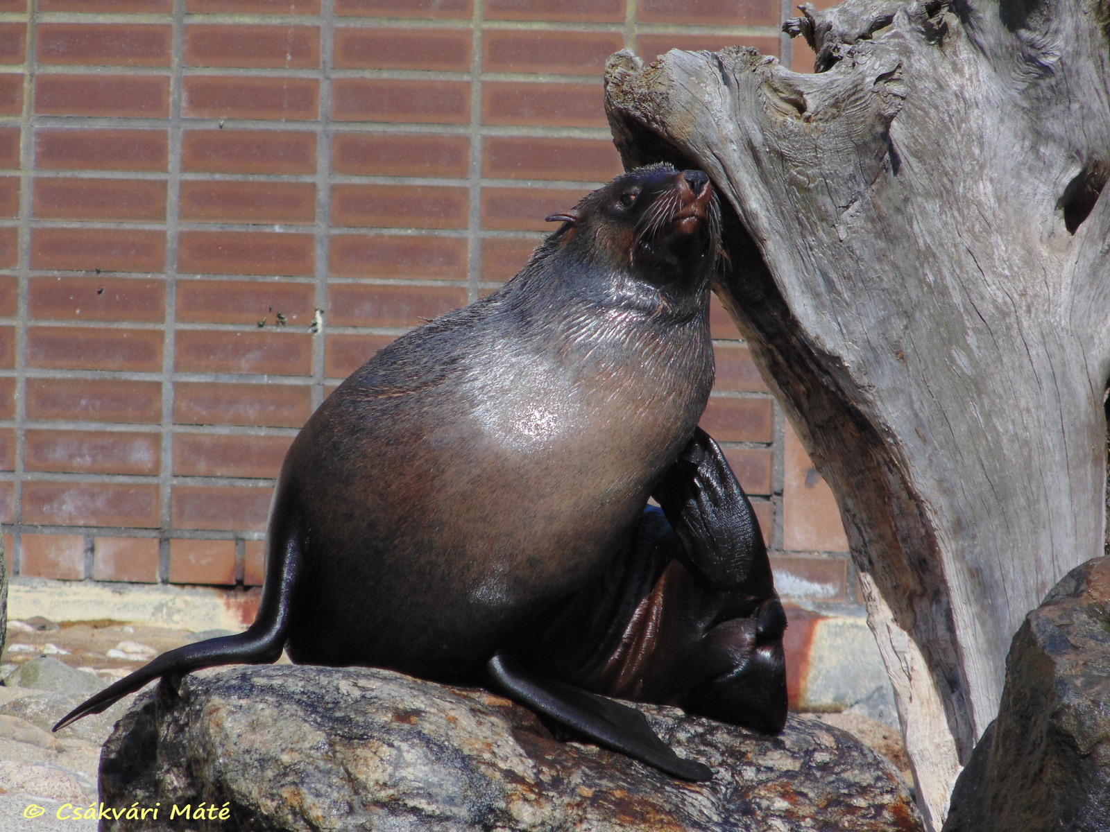 Zalophus californianus