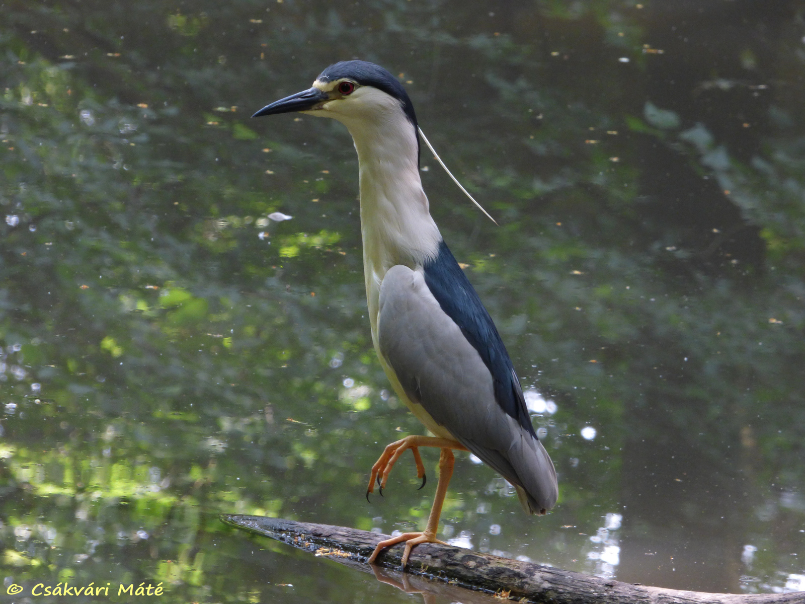 Nycticorax nycticorax