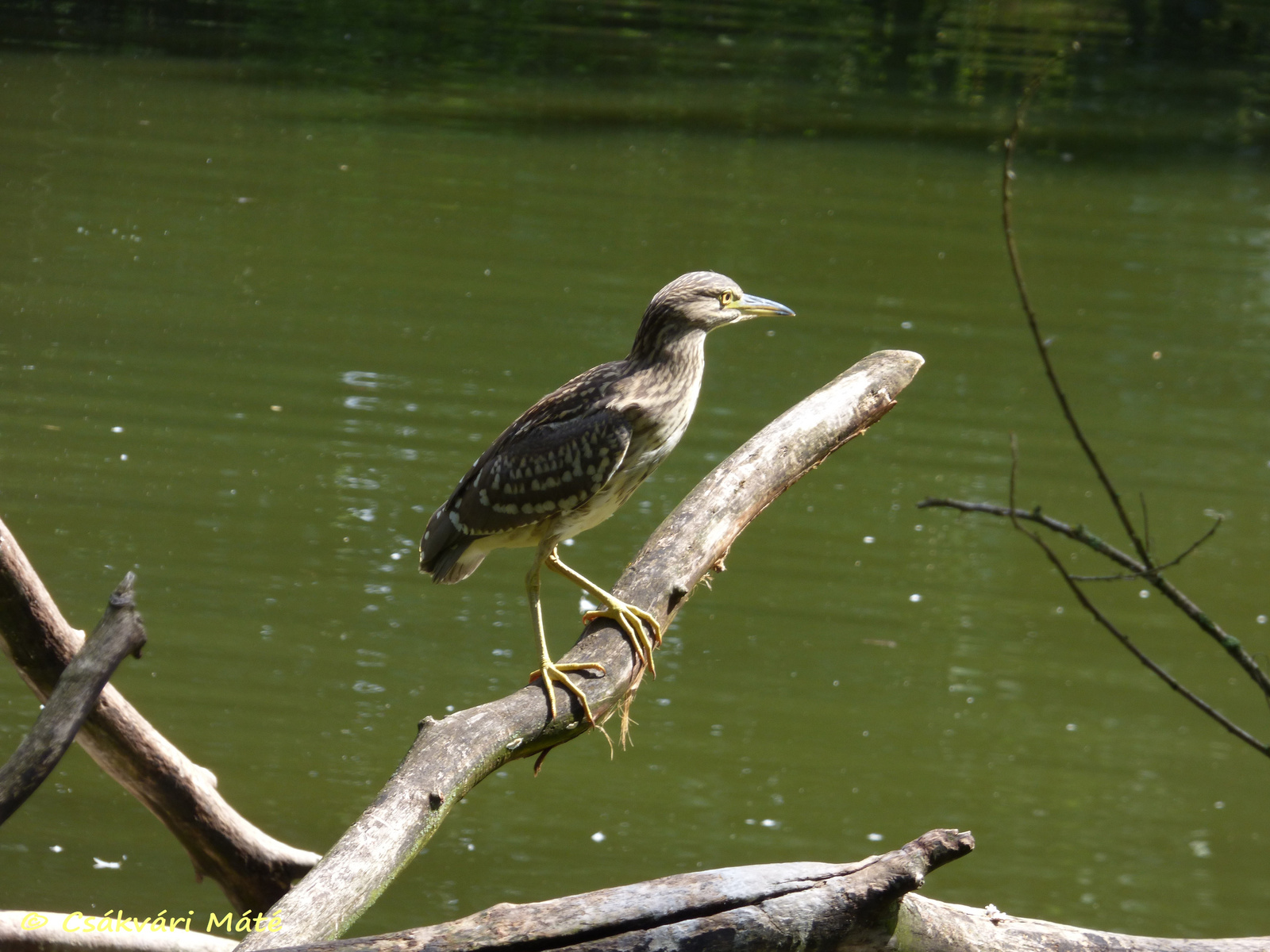 Nycticorax nycticorax