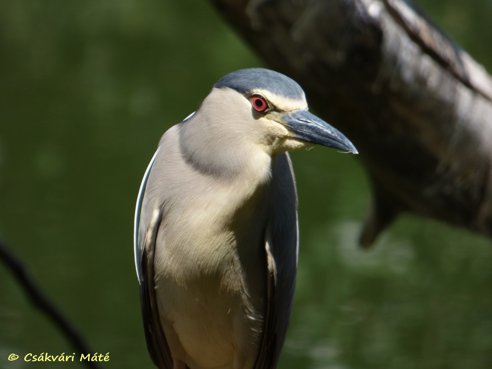 Nycticorax nycticorax