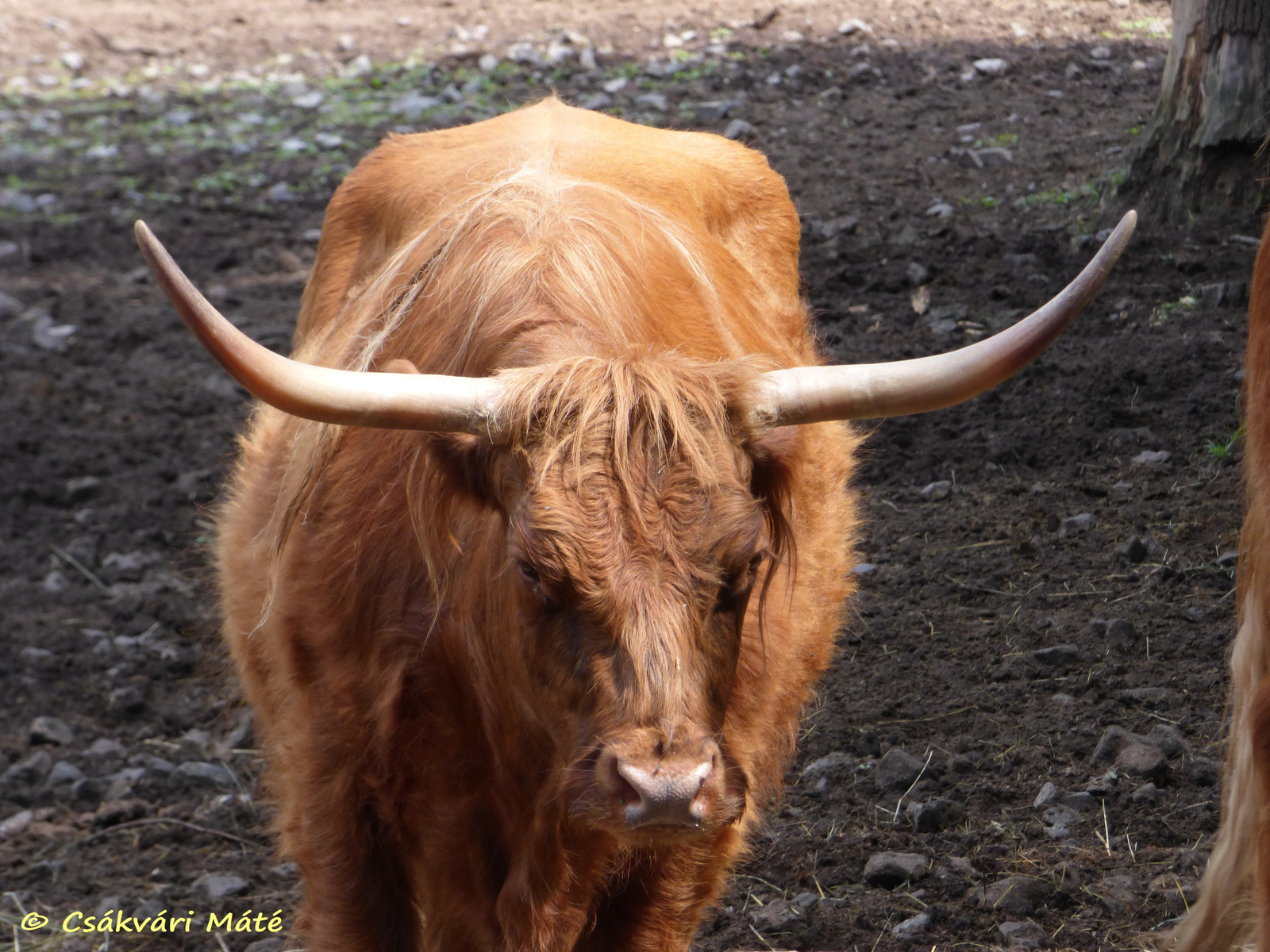 Bos taurus