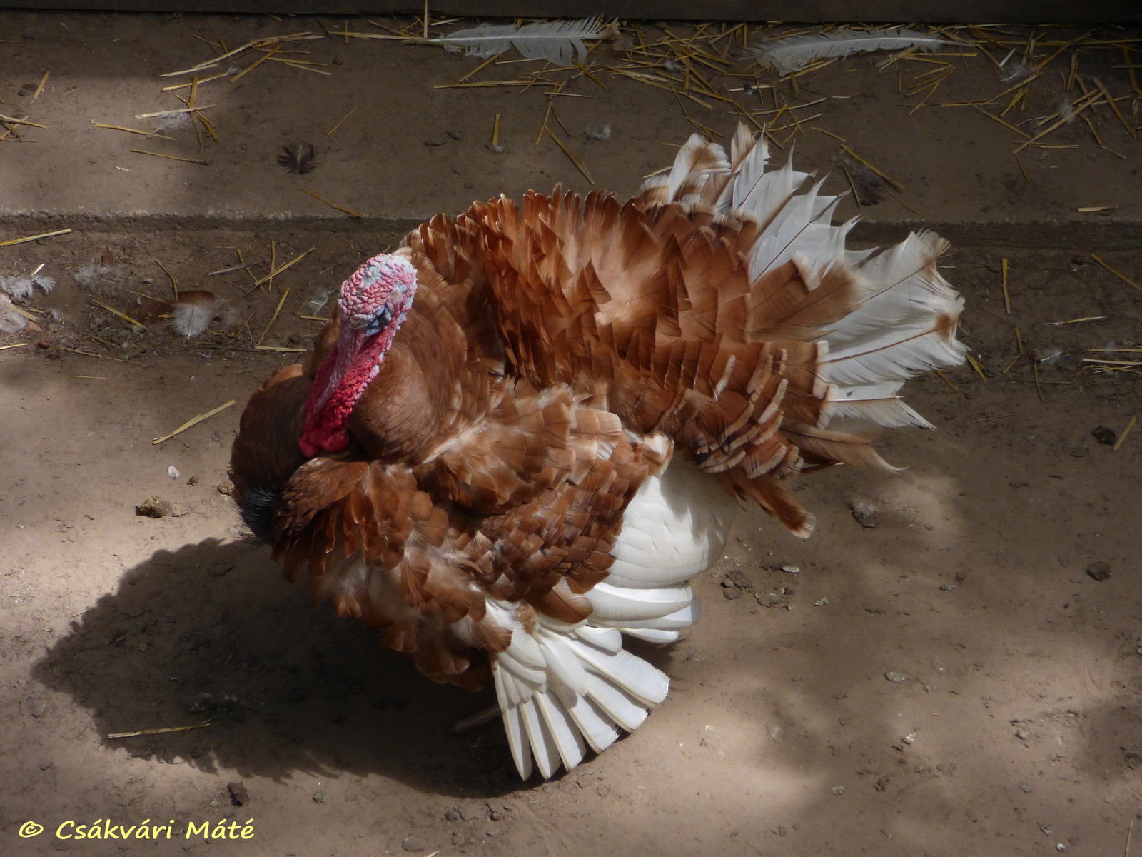 Meleagris gallopavo domesticus