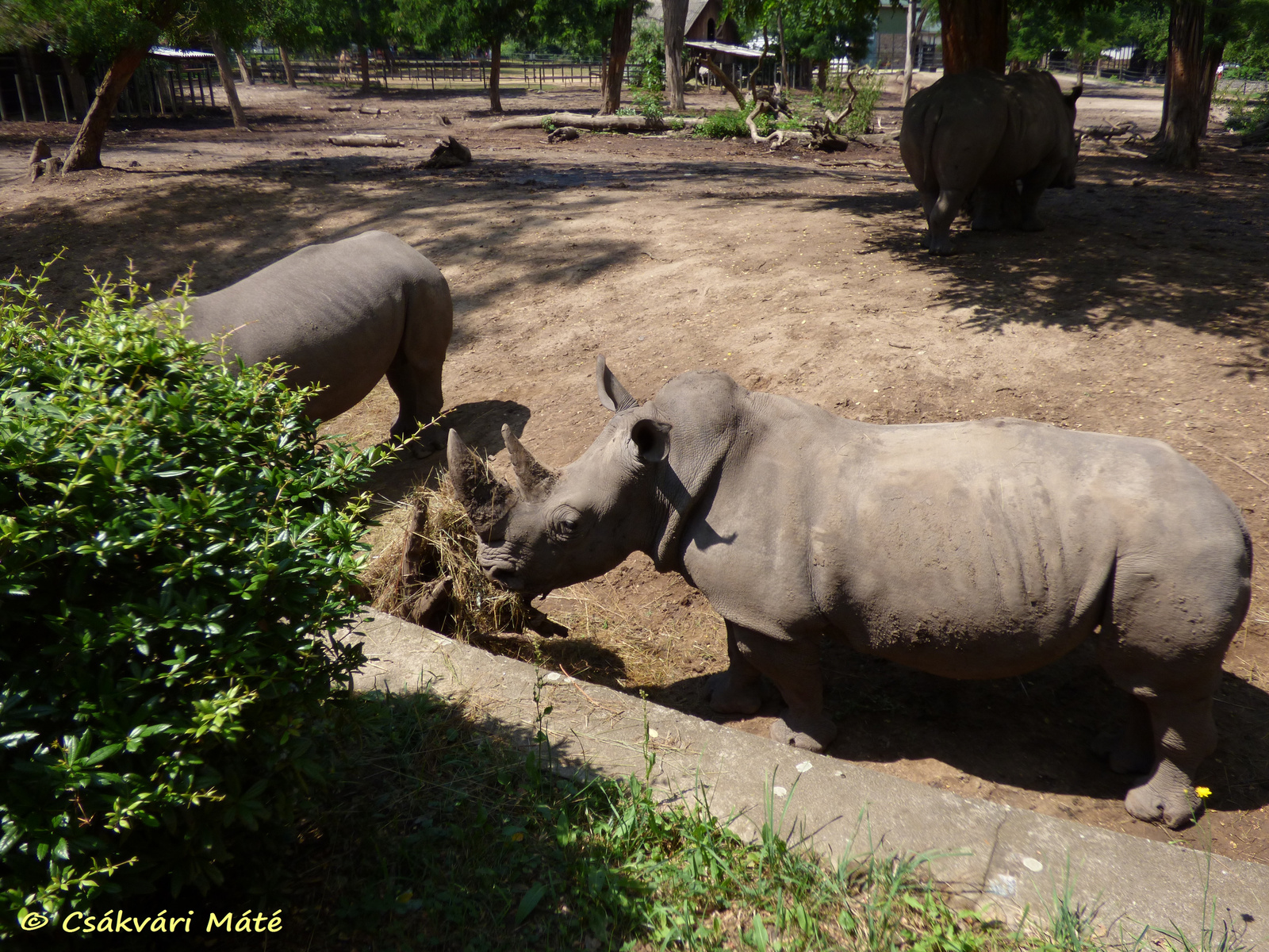 Ceratotherium simum