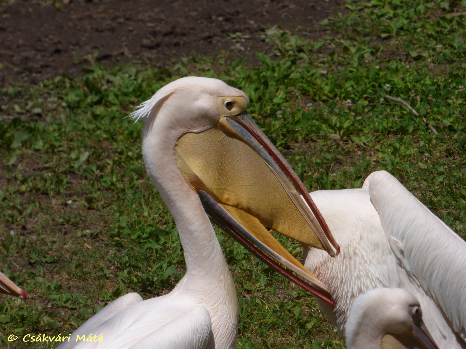 Pelecanus onocrotalus