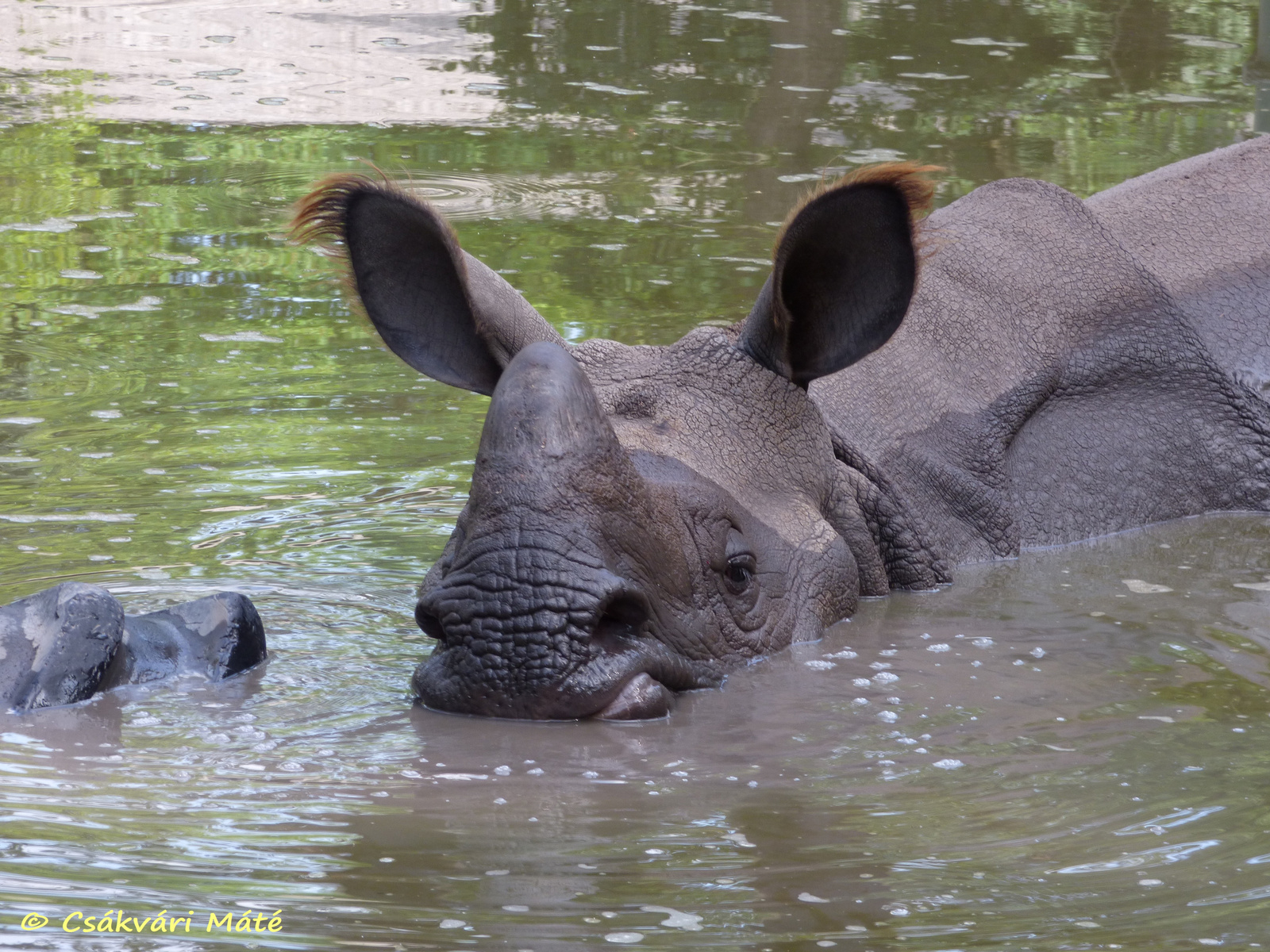 Rhinoceros unicornis