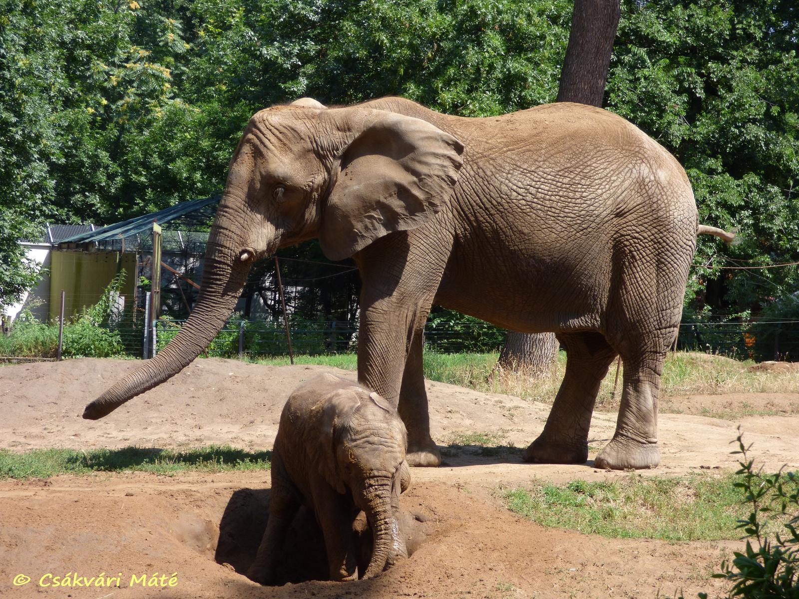 Loxodonta africana