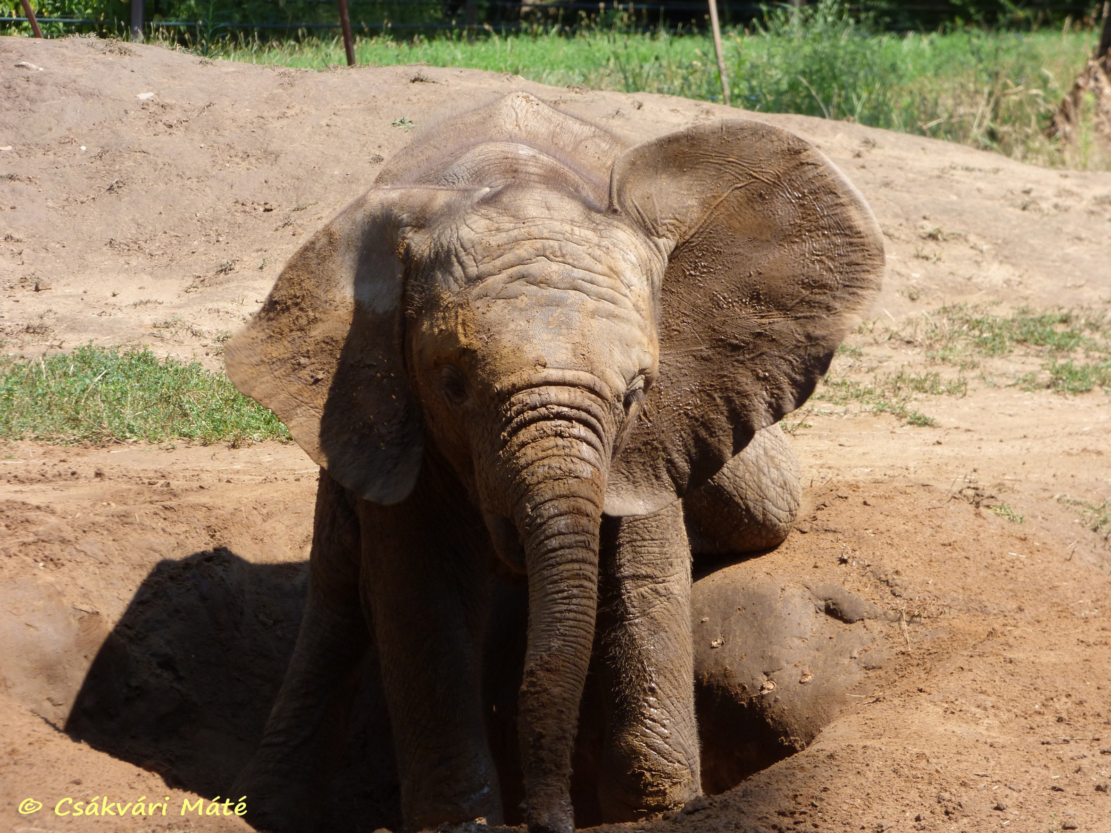 Loxodonta africana