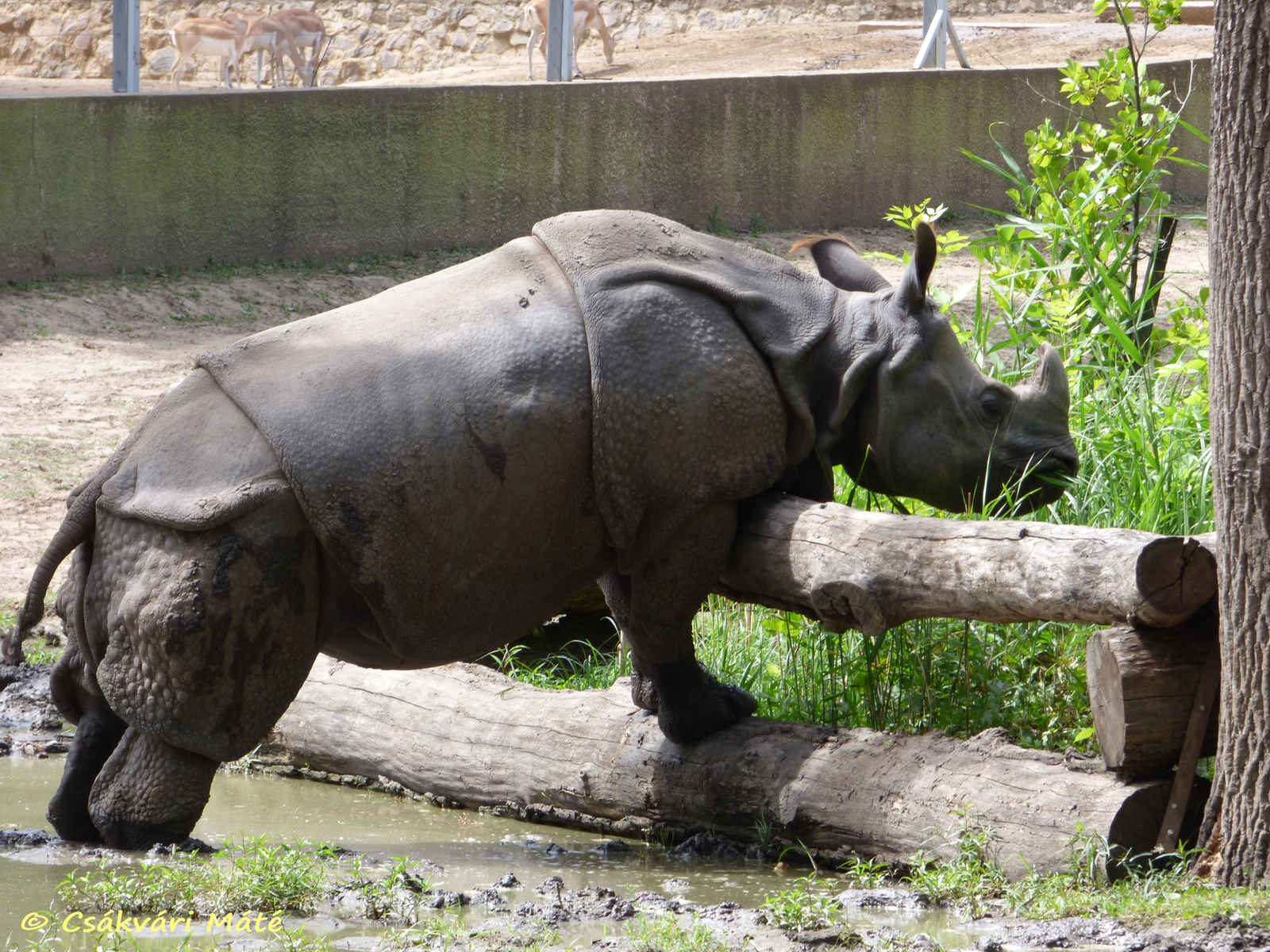 Rhinoceros unicornis