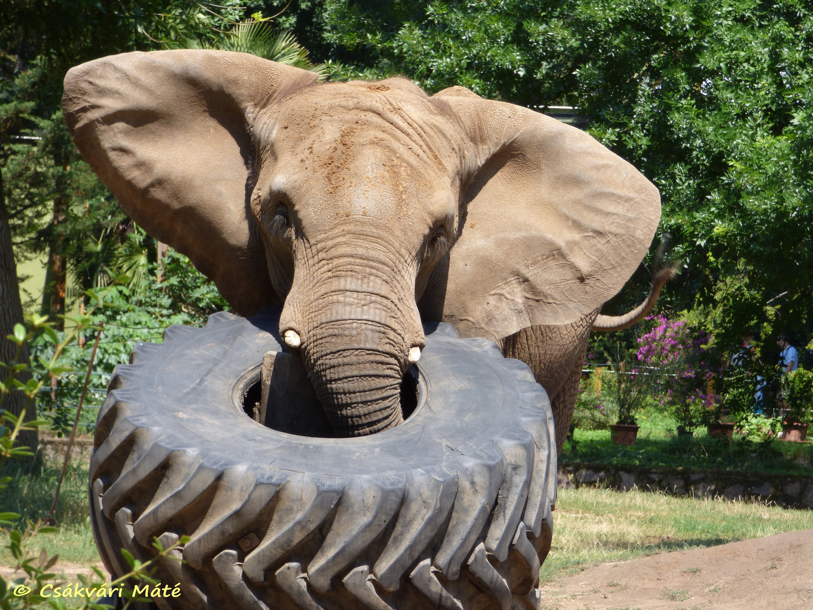 Loxodonta africana