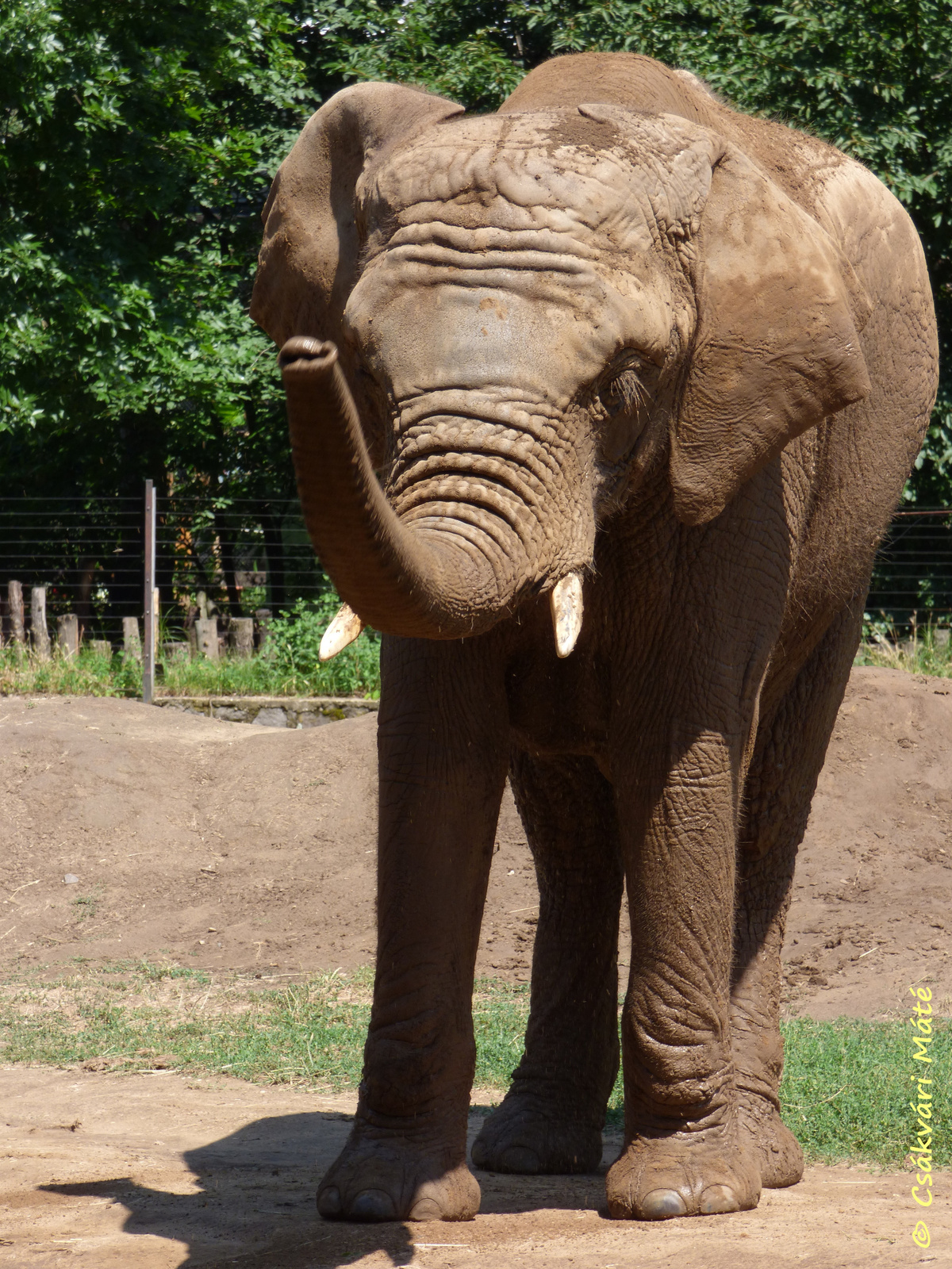 Loxodonta africana