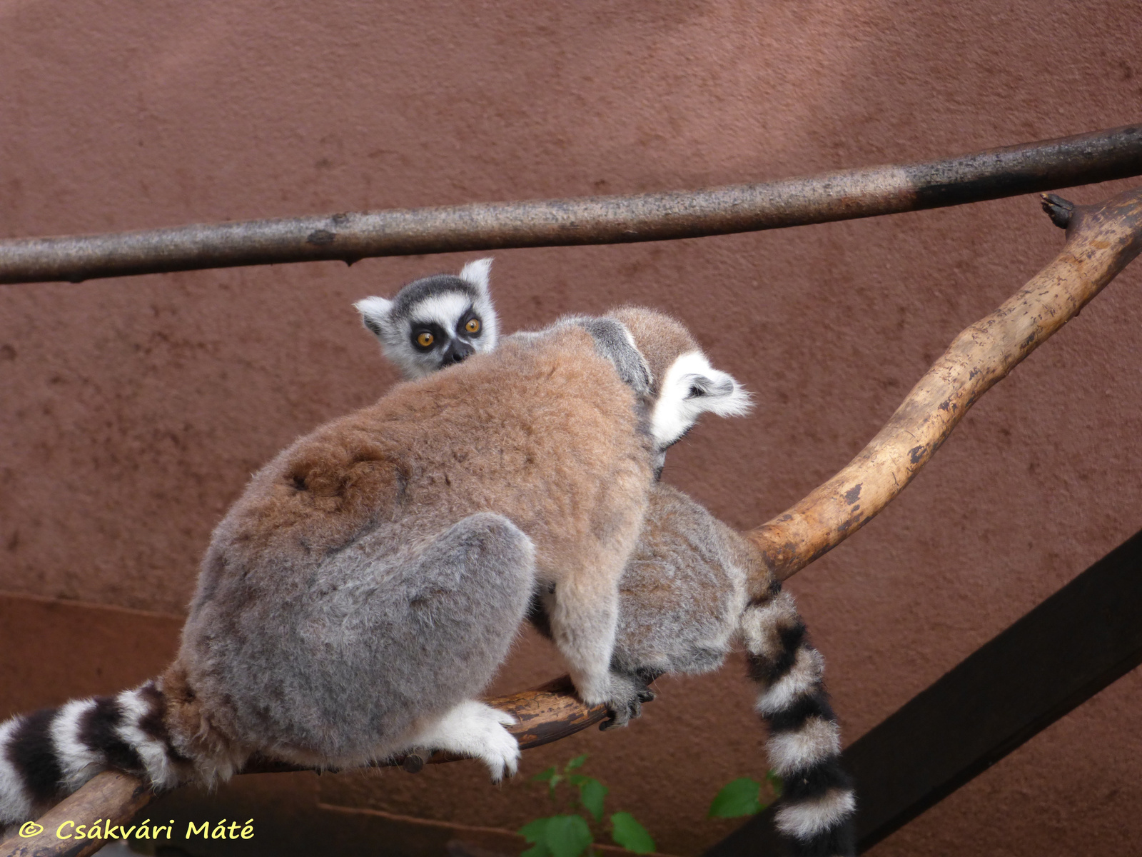 Lemur catta