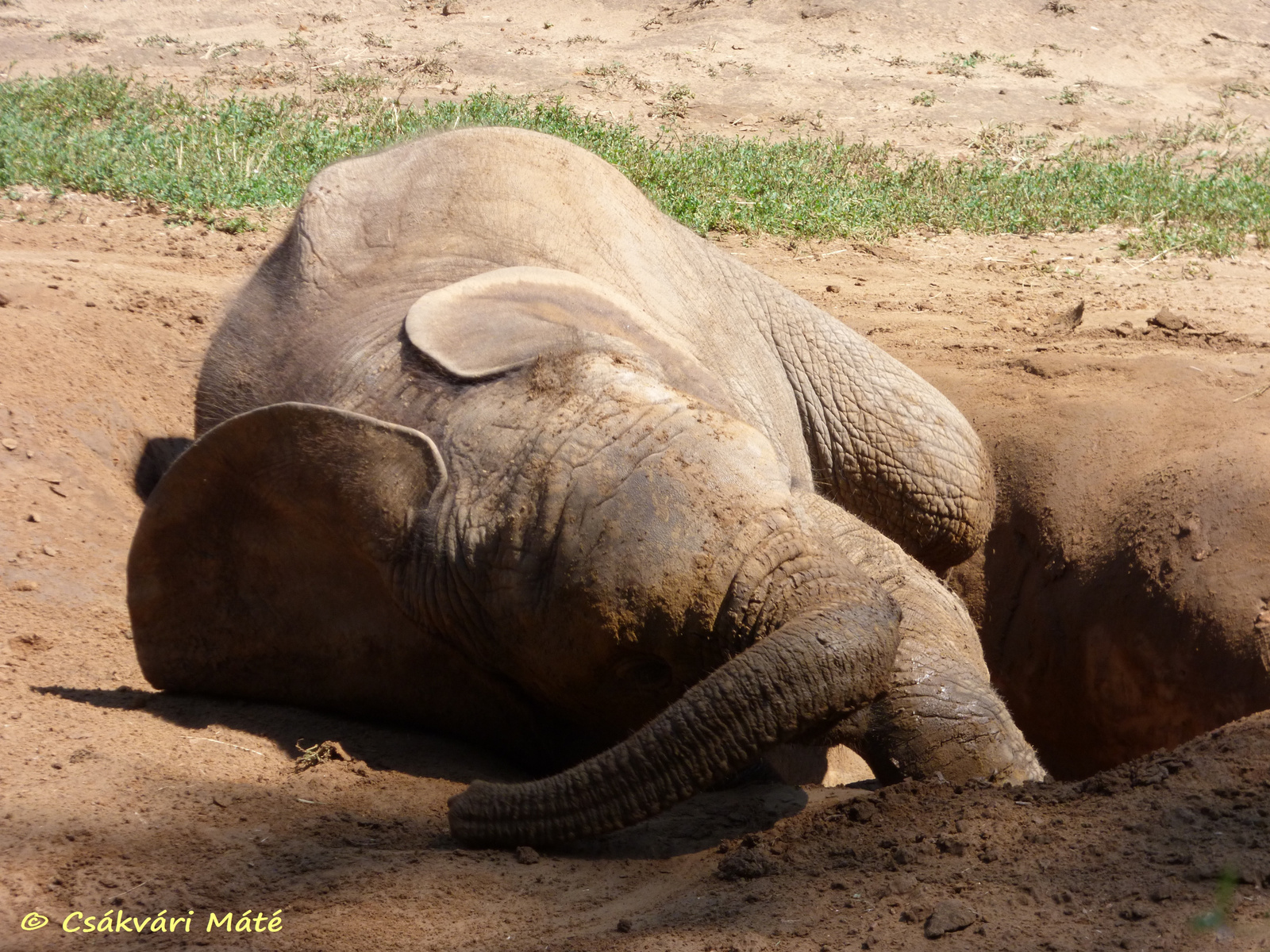 Loxodonta africana