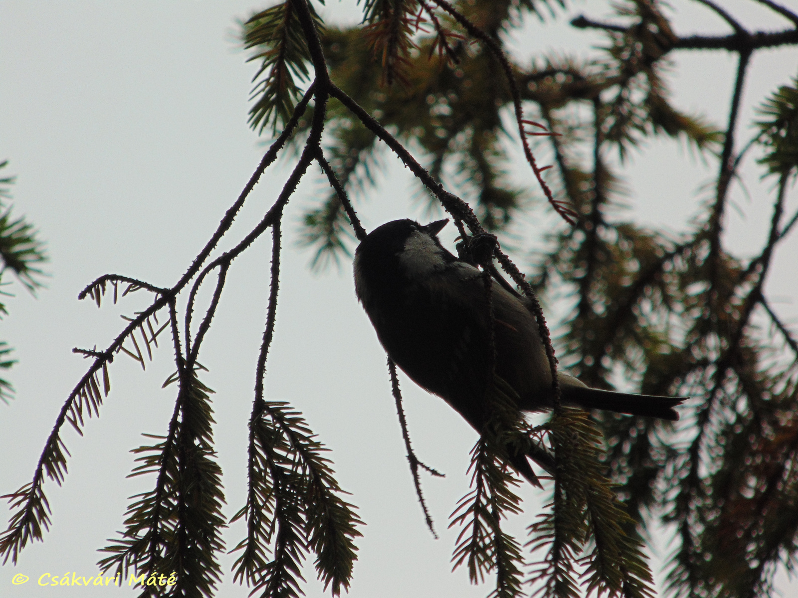 Periparus ater