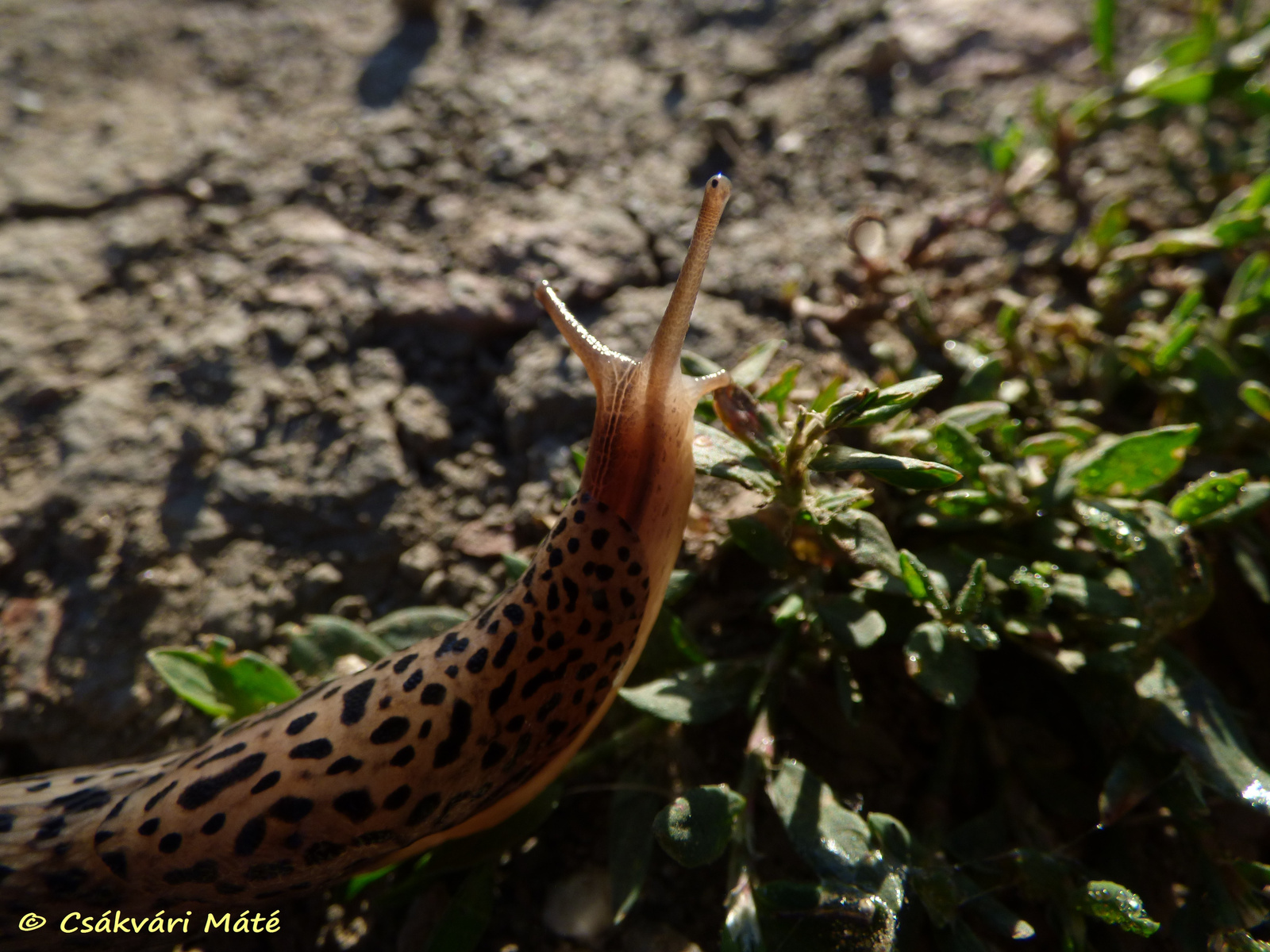 Limax maximus