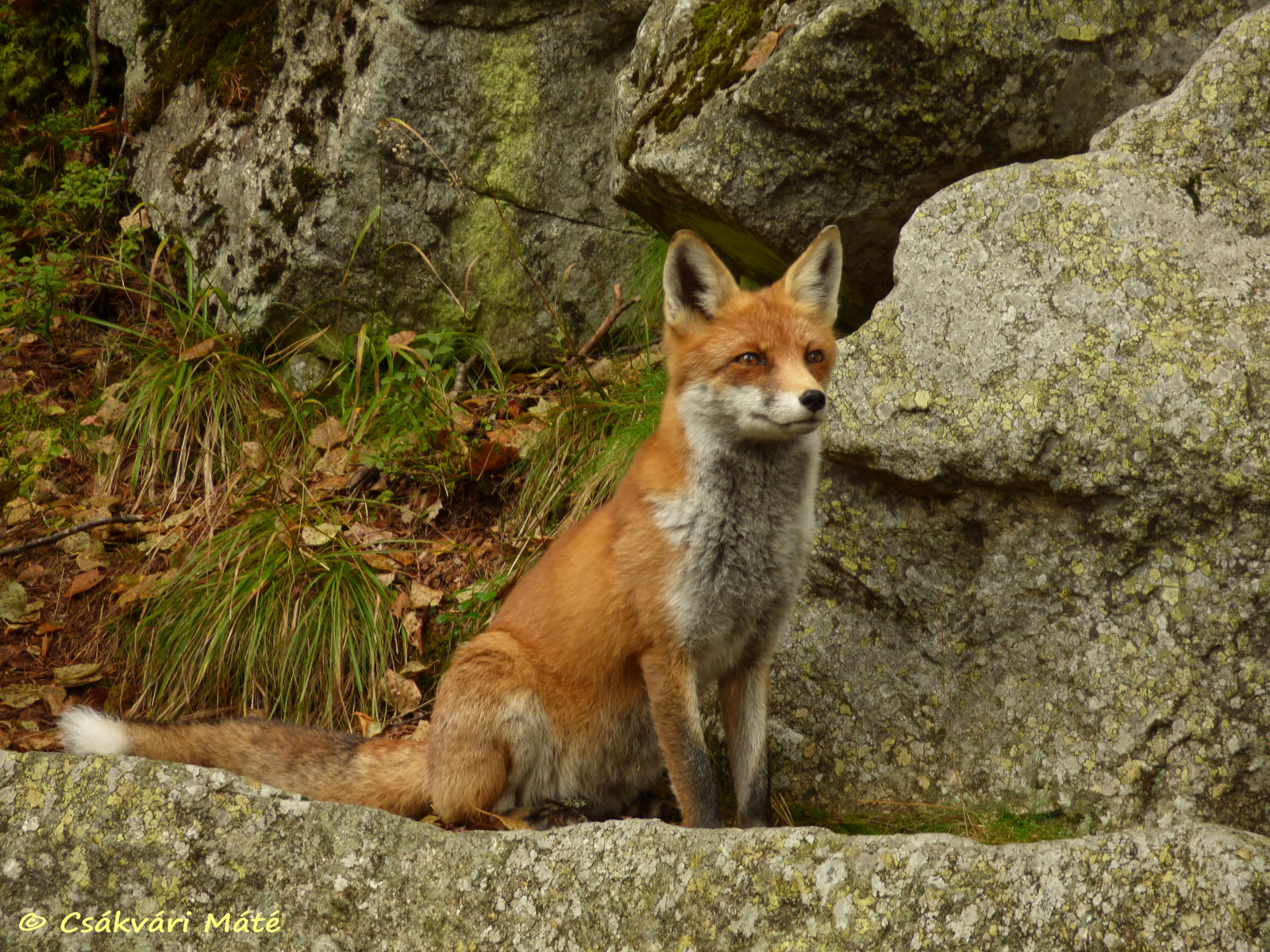 Vulpes vulpes