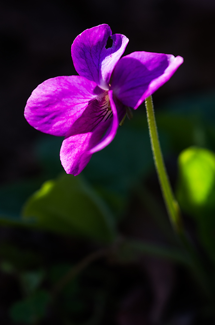 Illatos ibolya (Viola odorata)