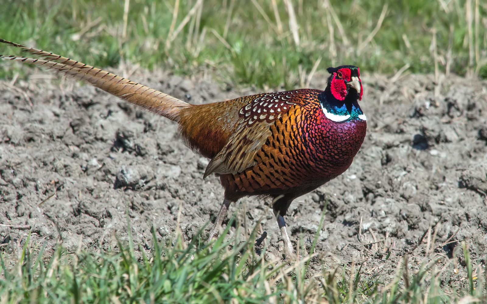 Fácán (Phasianus colchicus)