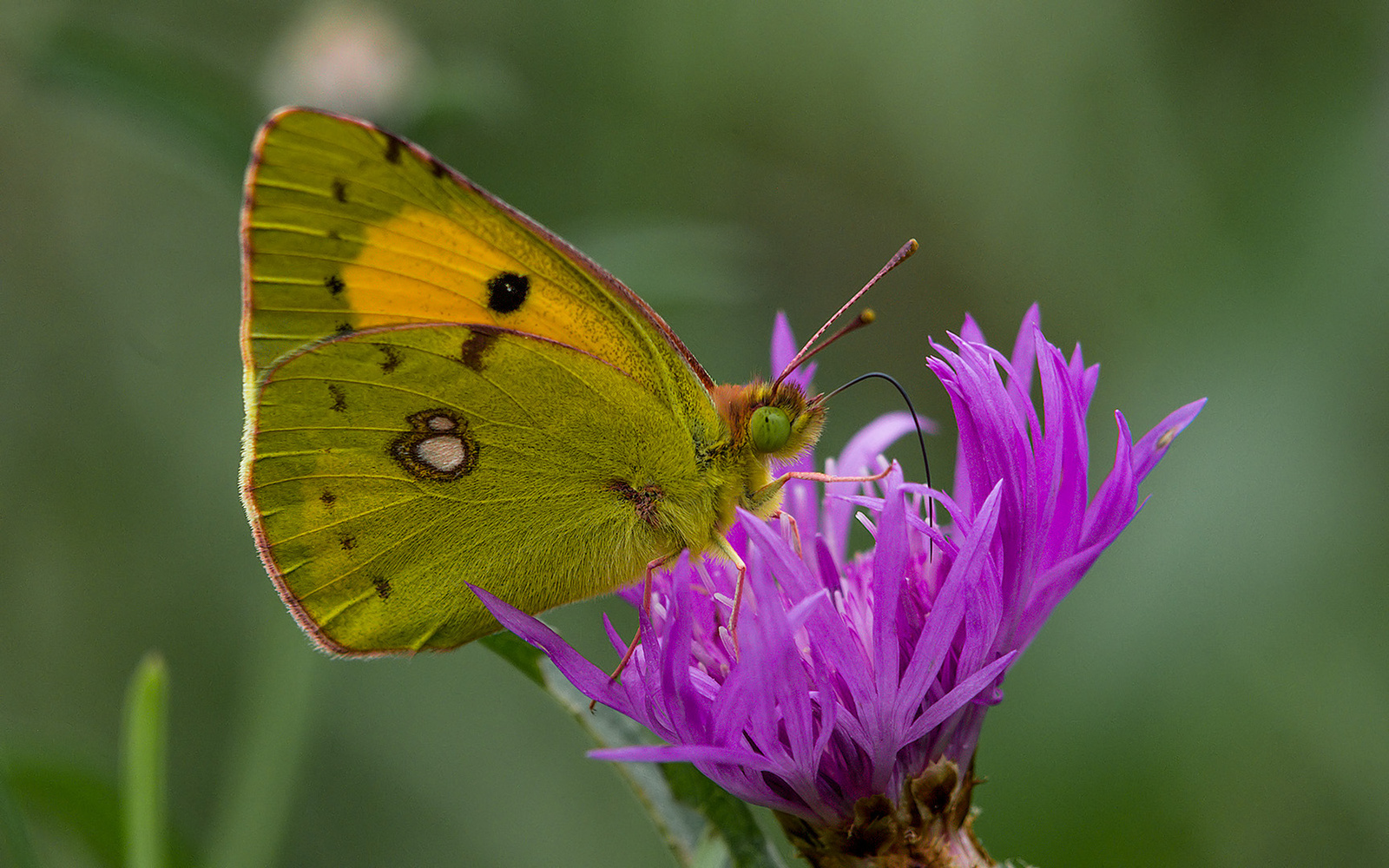 Déli kéneslepke (Colias sareptensis)