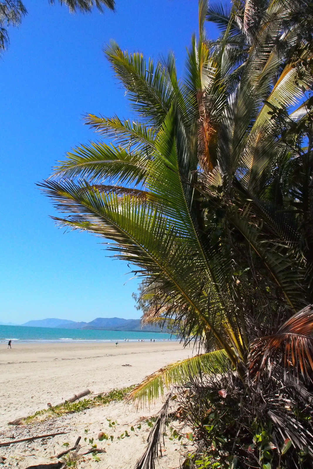 Port Douglas ,észak Ausztrália