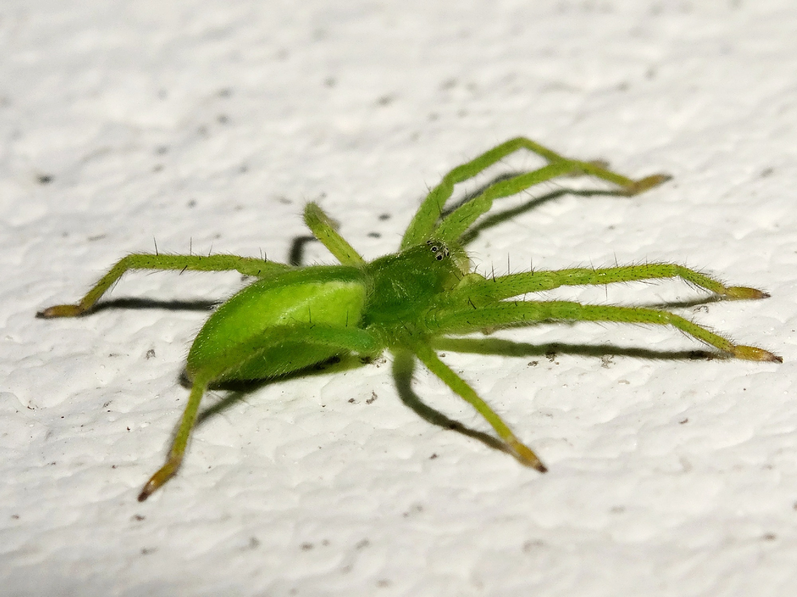 Hunyópók ♀ (Micrommata virescens)