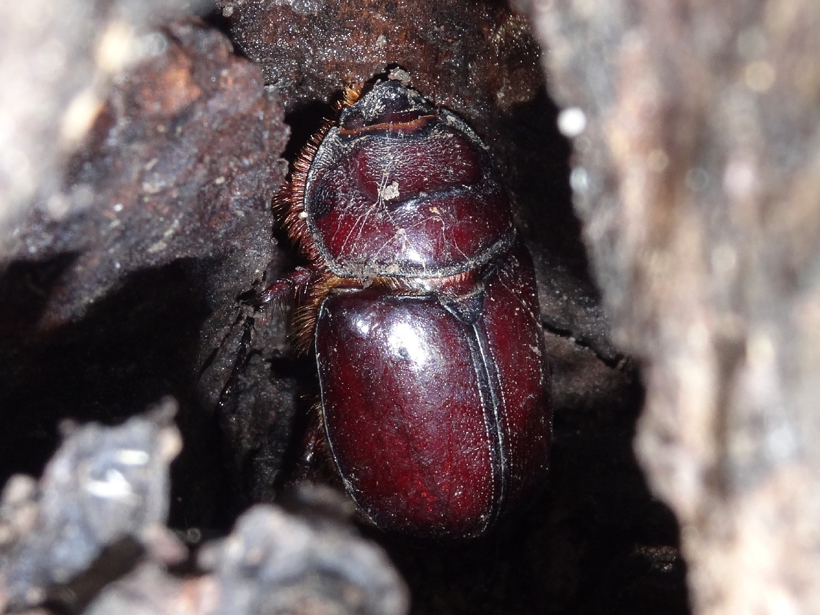 Orrszarvúbogár ♀ (Oryctes nasicornis)