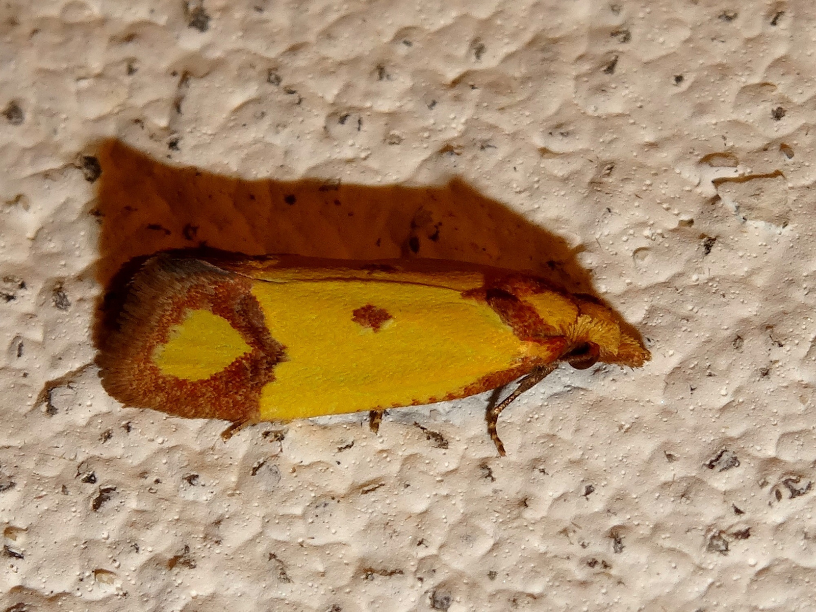 Barnacsíkos sárgamoly (Agapeta zoegana)