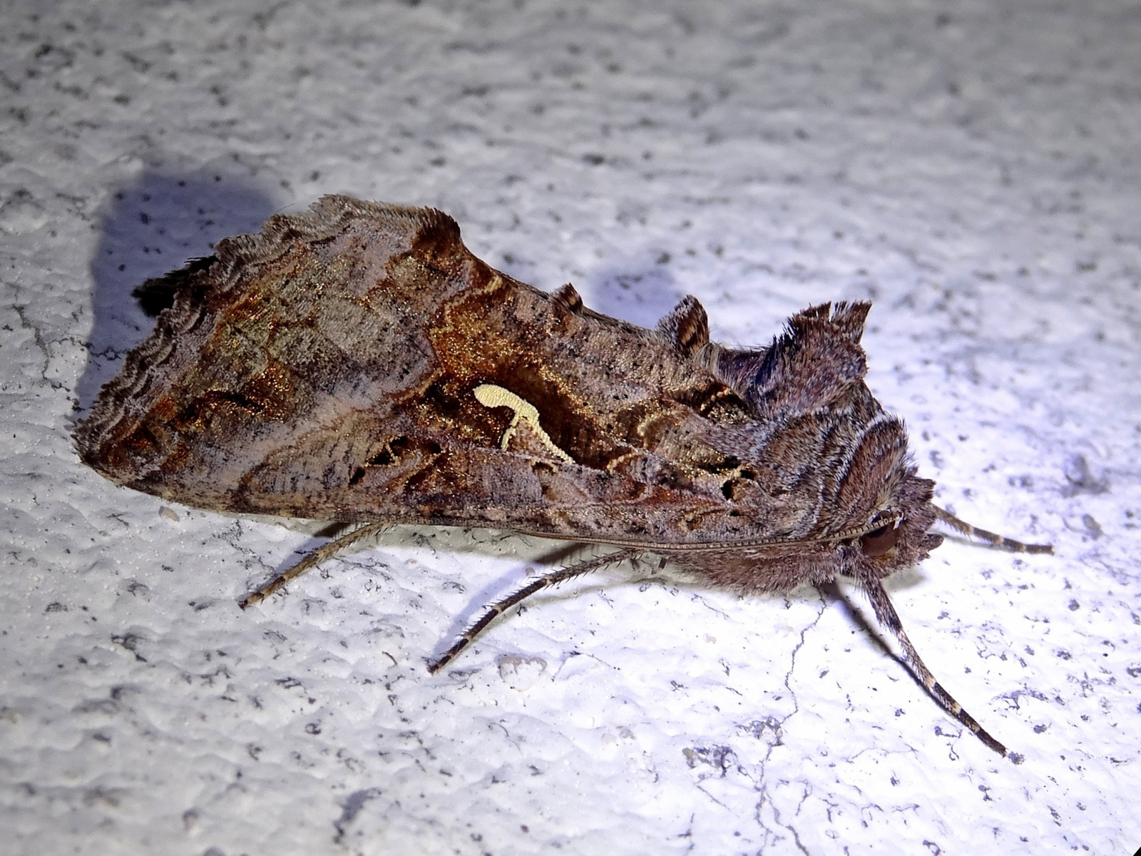 Gamma bagolylepke (Autographa gamma)