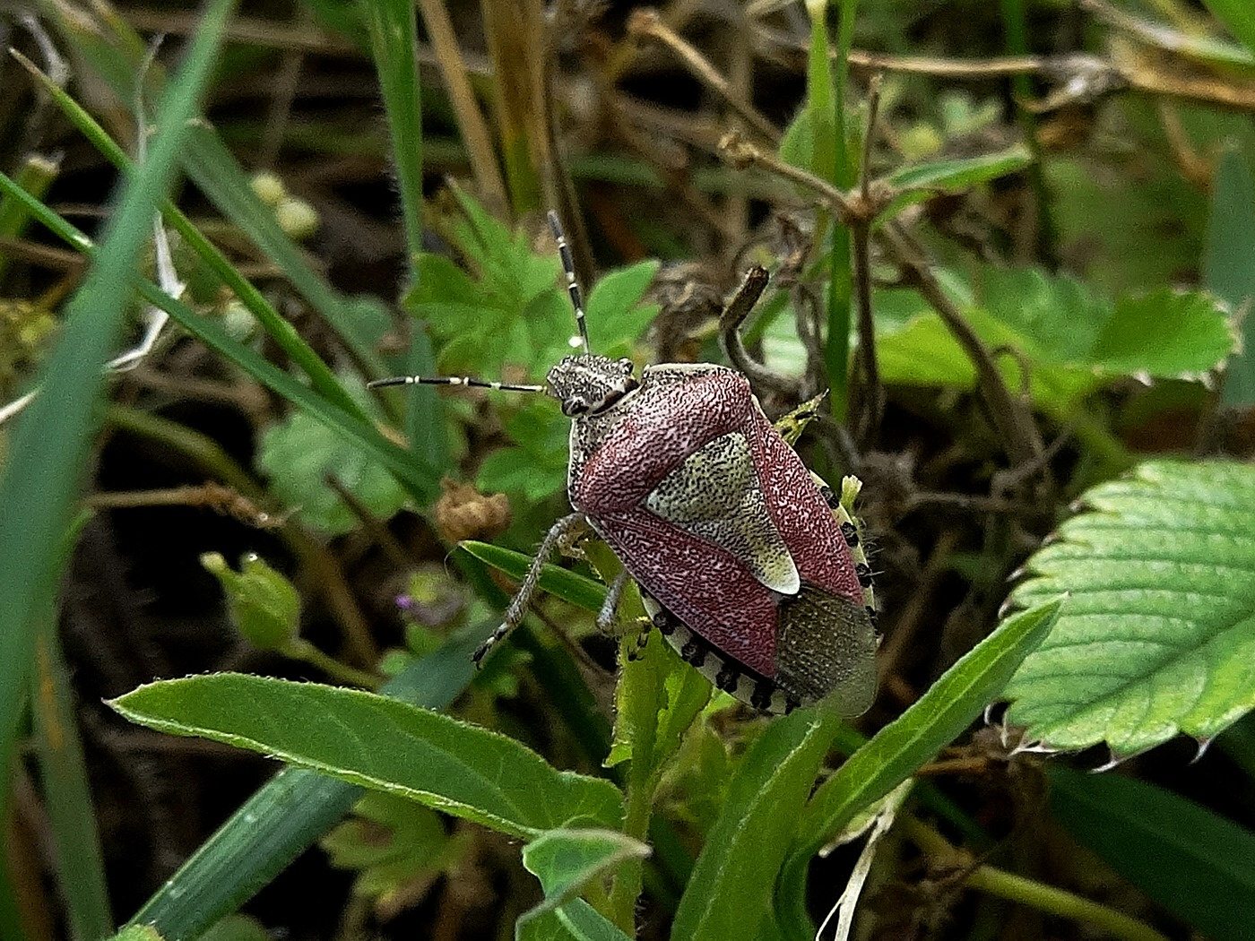 Bogyómászó poloska (Dolycoris baccarum)
