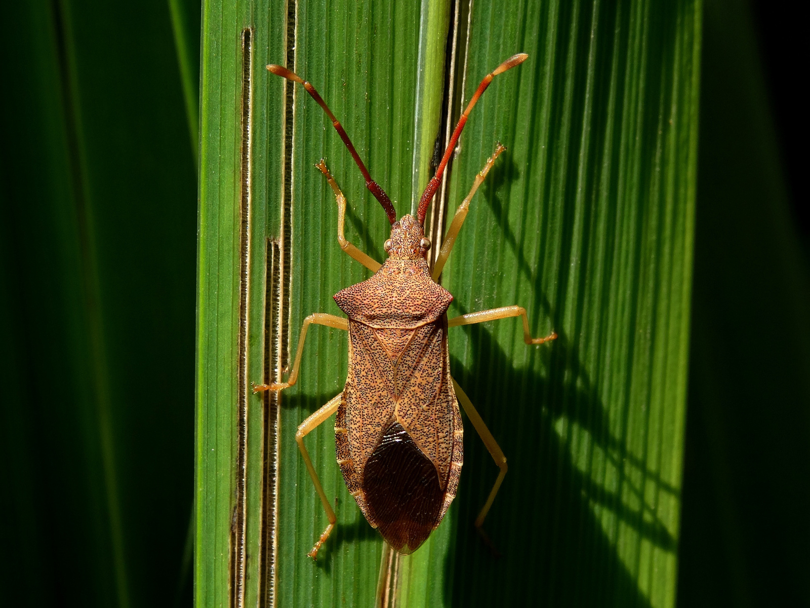 Aranypetés poloska (Gonocerus acuteangulatus)