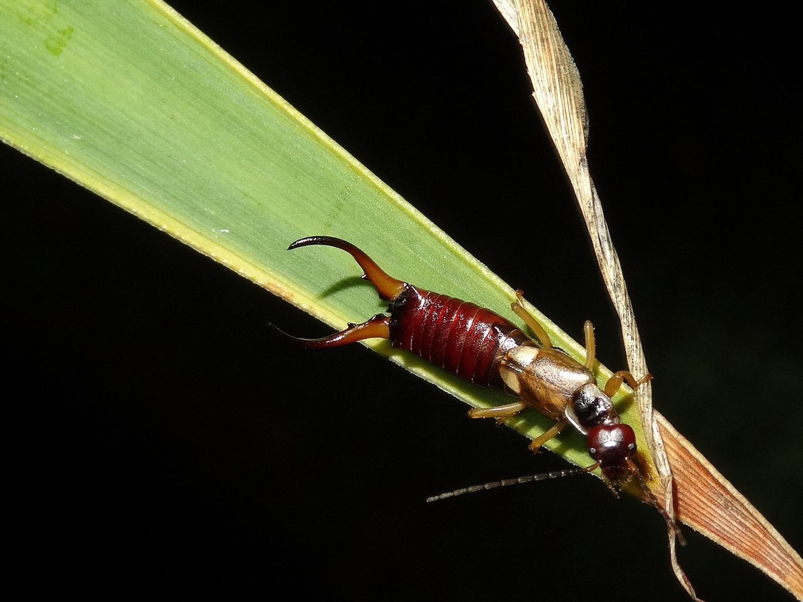 Közönséges fülbemászó ♂ (Forficula auricularia)