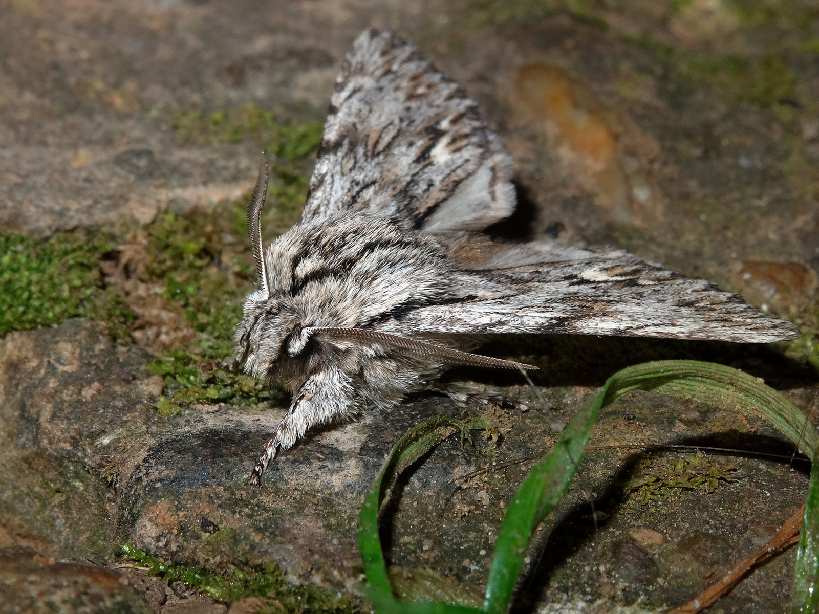 Hársfa-bundásbagoly (Asteroscopus sphinx)