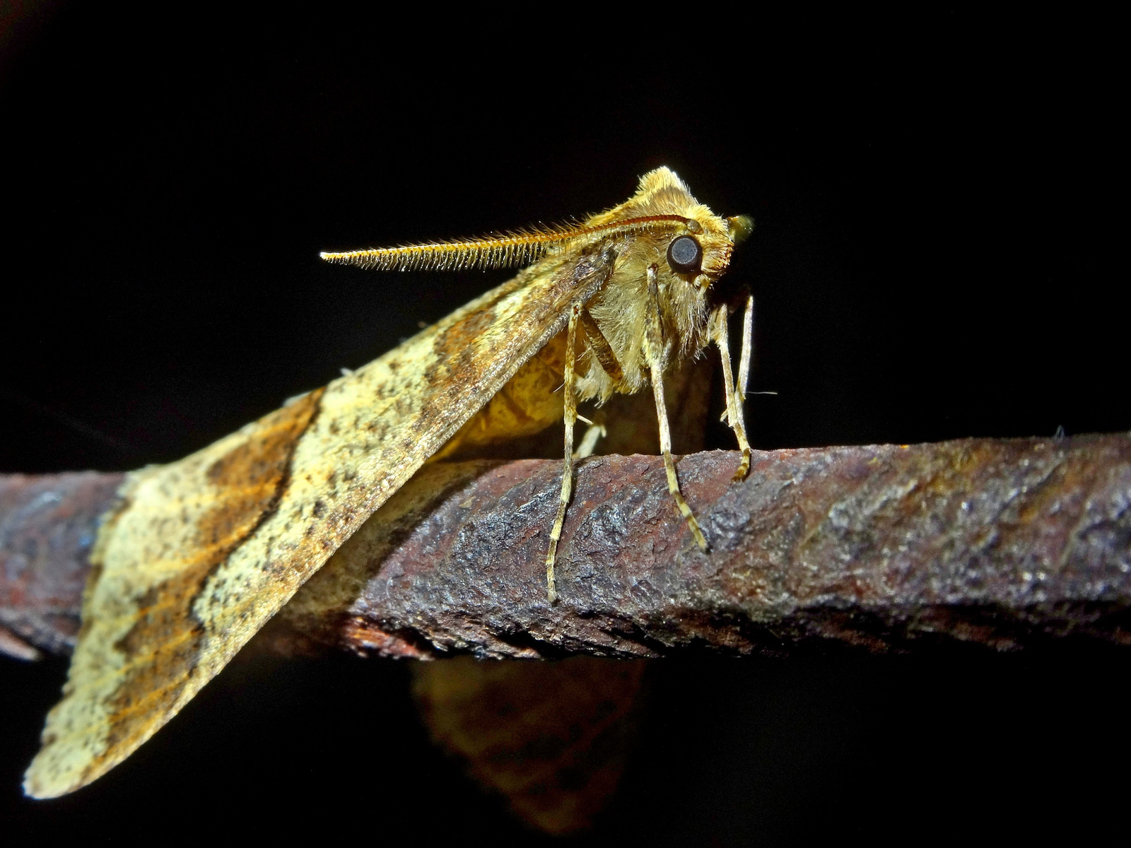 Nagy téliaraszoló (Erannis defoliaria)