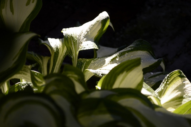 hosta