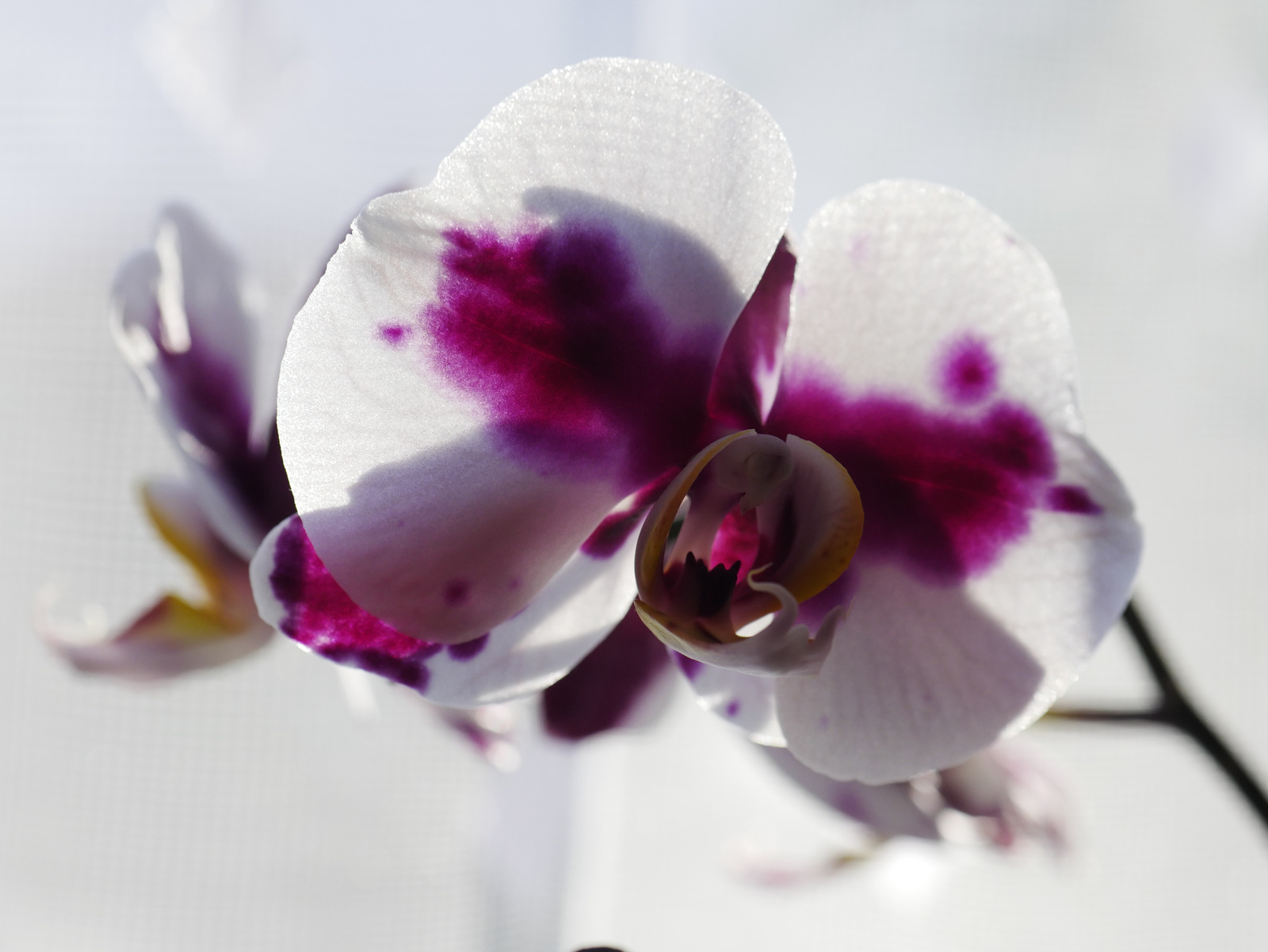 Reggeli orchidea