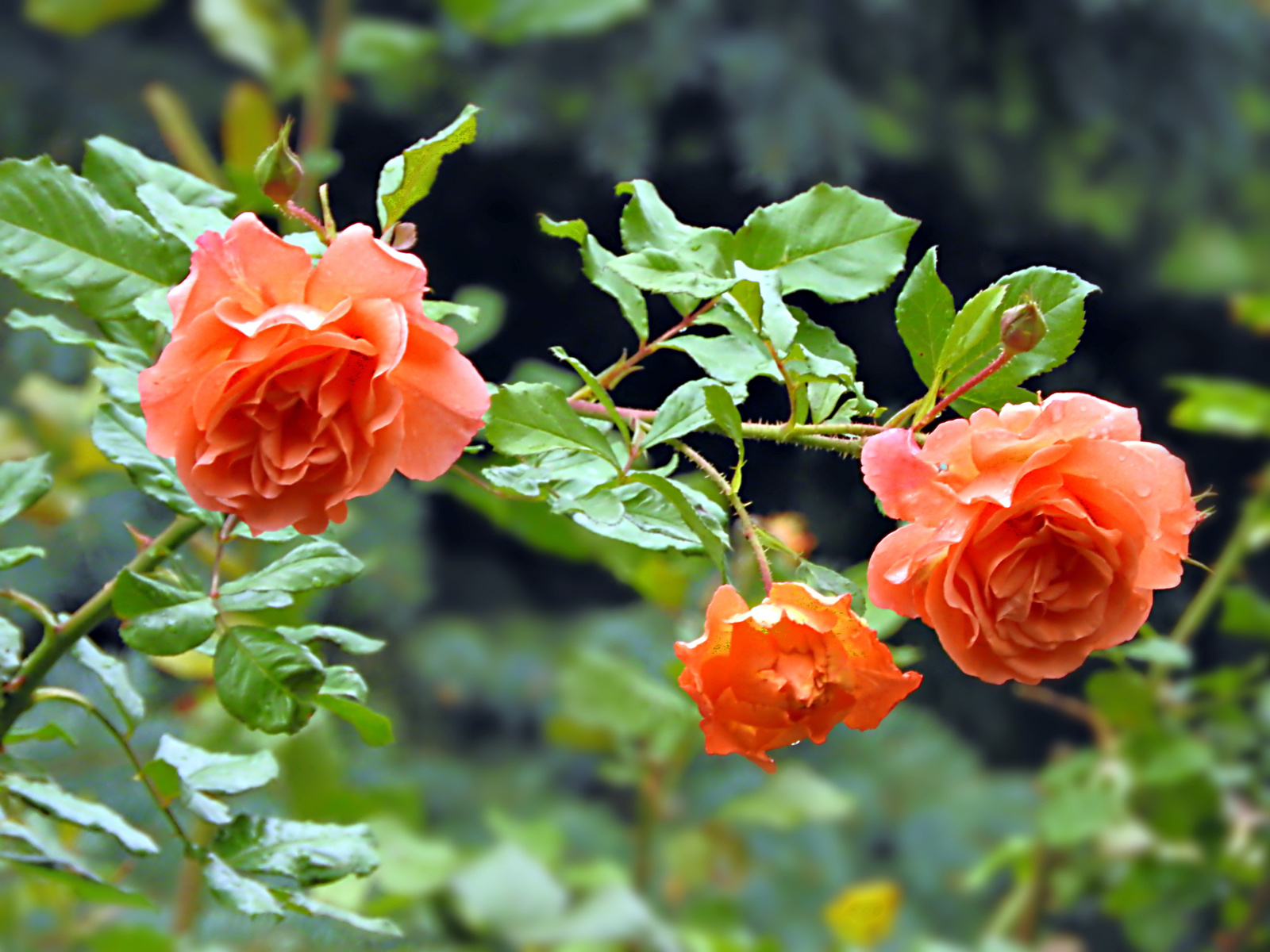 Narancssárga rózsák