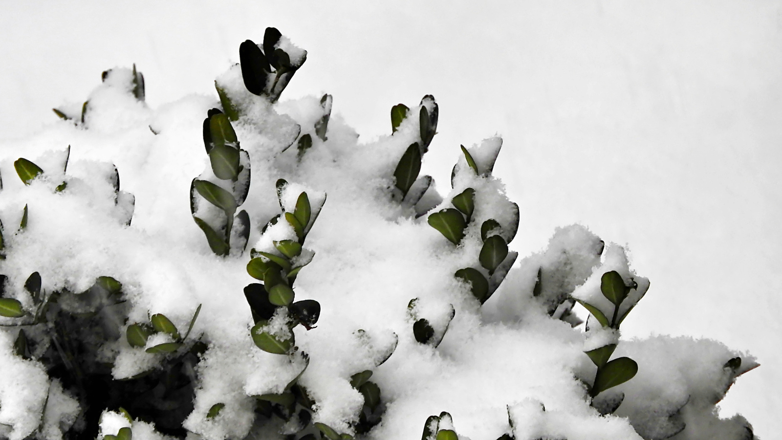 Buxus bokor behavazva