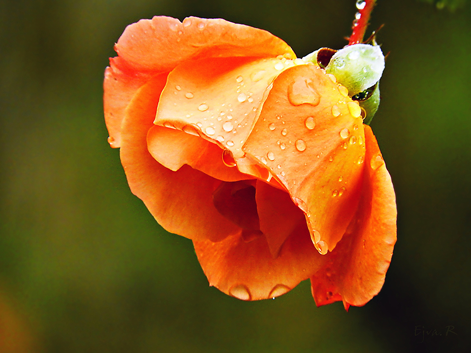 Naracssárga rózsa az eső után
