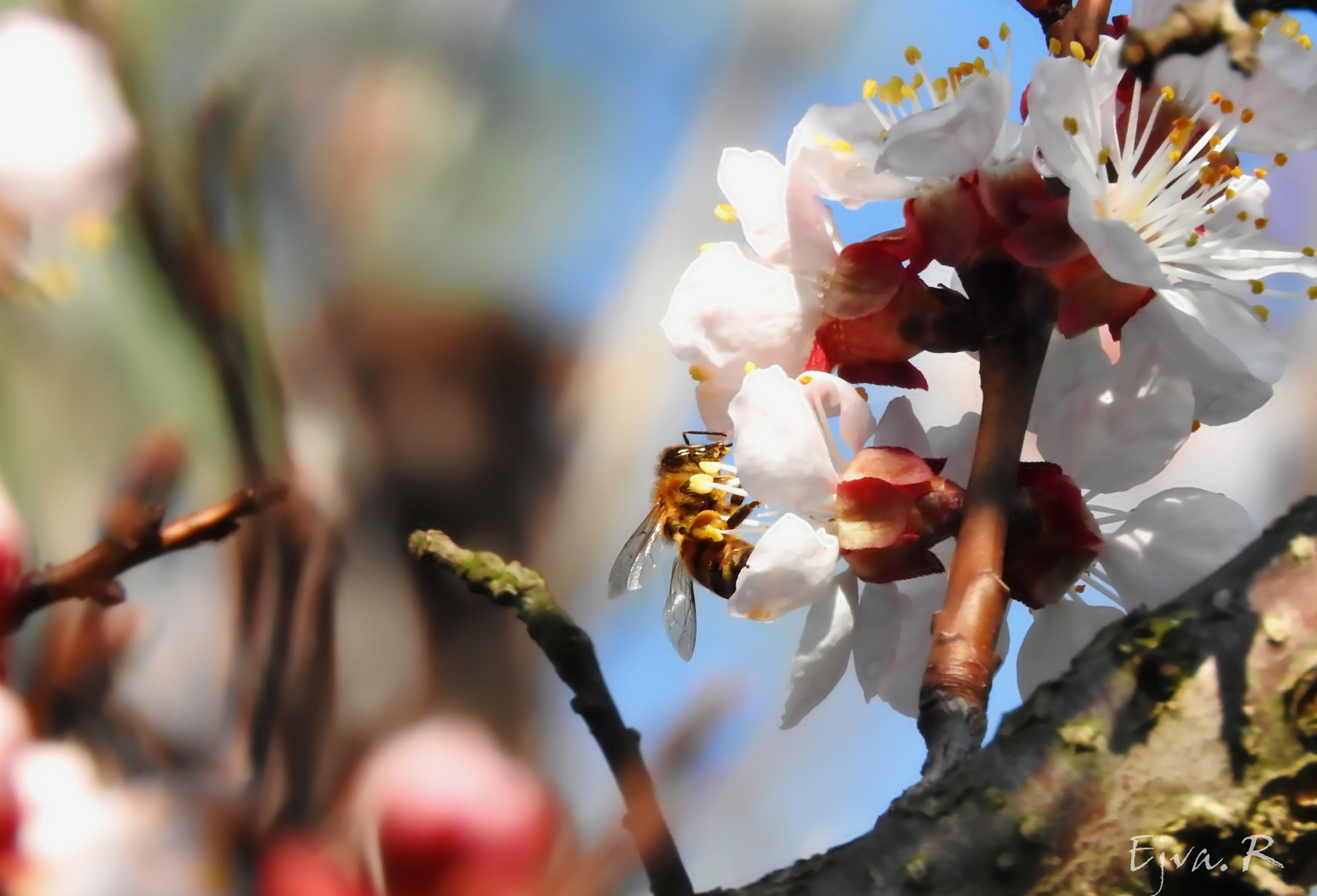 Sárgabarackfa virága méhecskével