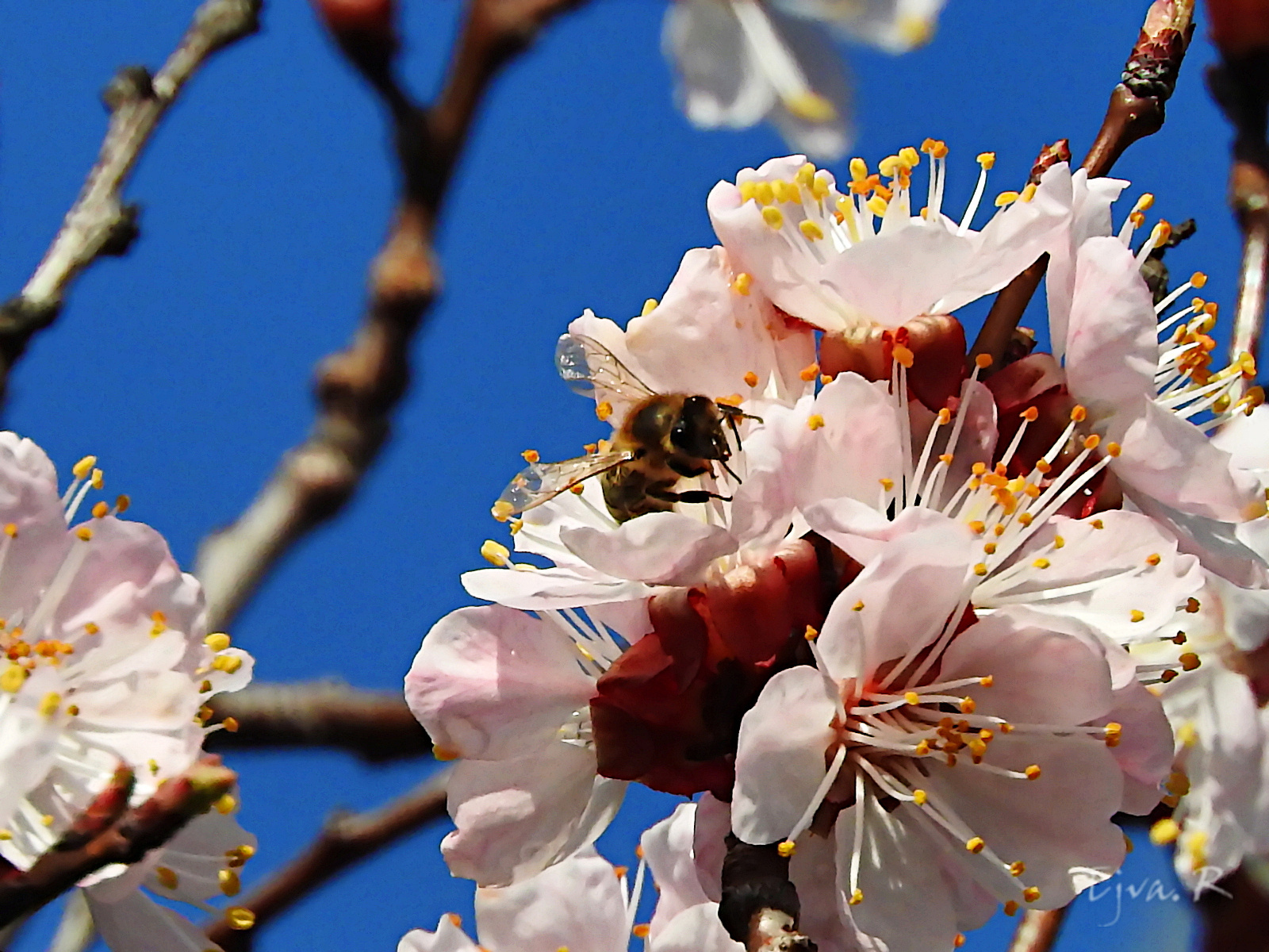 Gyümölcsfavirág és a méh