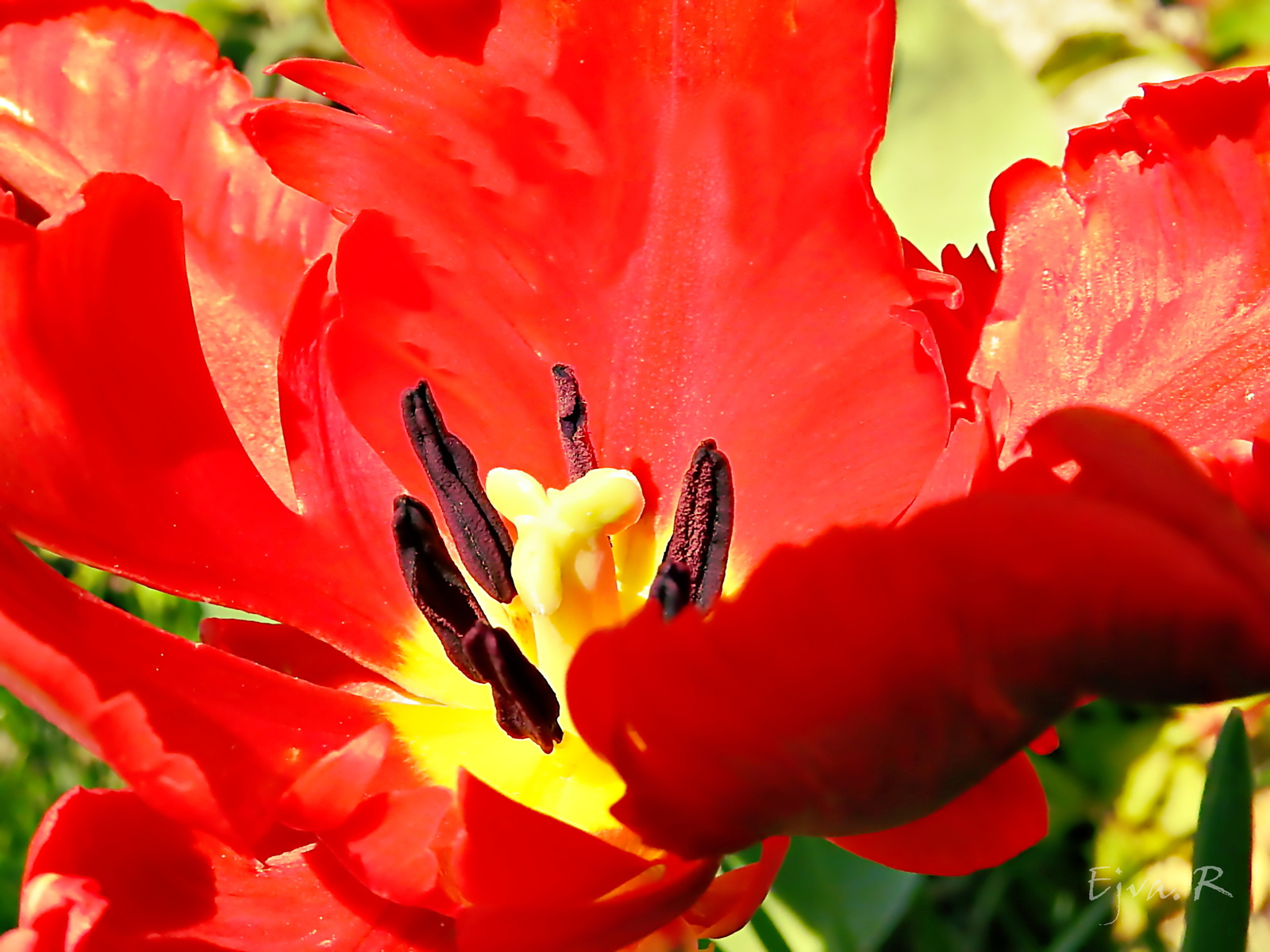 Papagáj tulipán tavasz piros