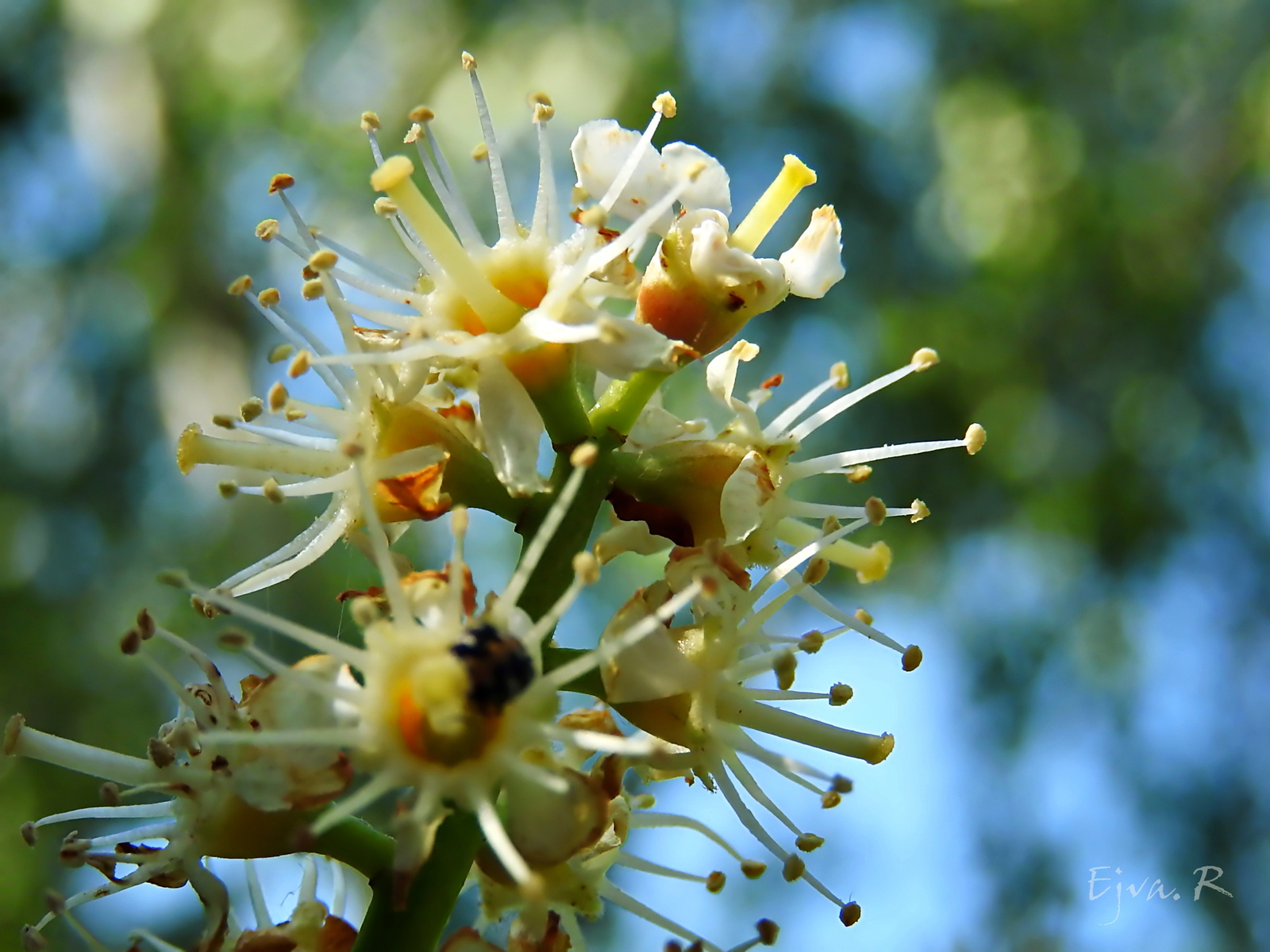 A babérmeggy virágai (Laurocerasus)