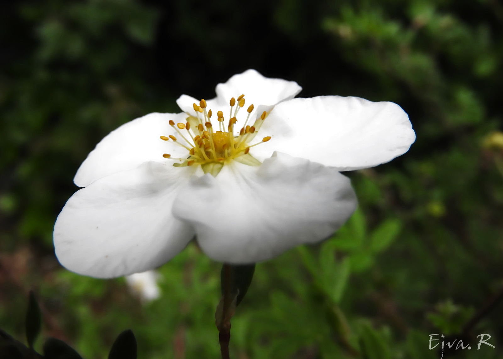 Fehér virágú pimpó Potentilla fruticosa 'Abbotswood'