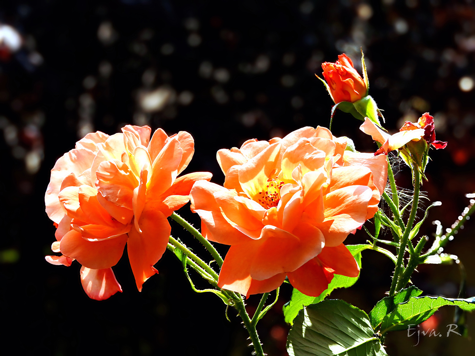 Rózsák Erős napfény