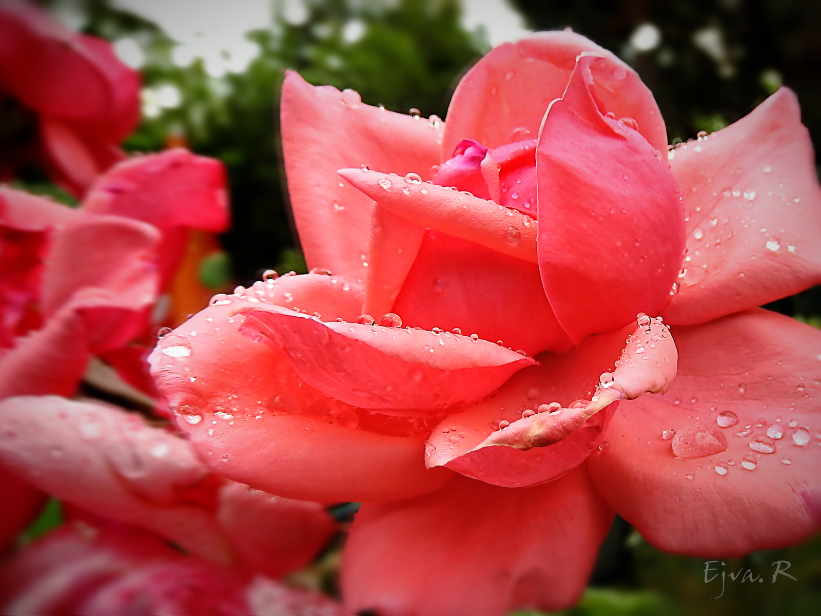 Esőcseppes rózsa