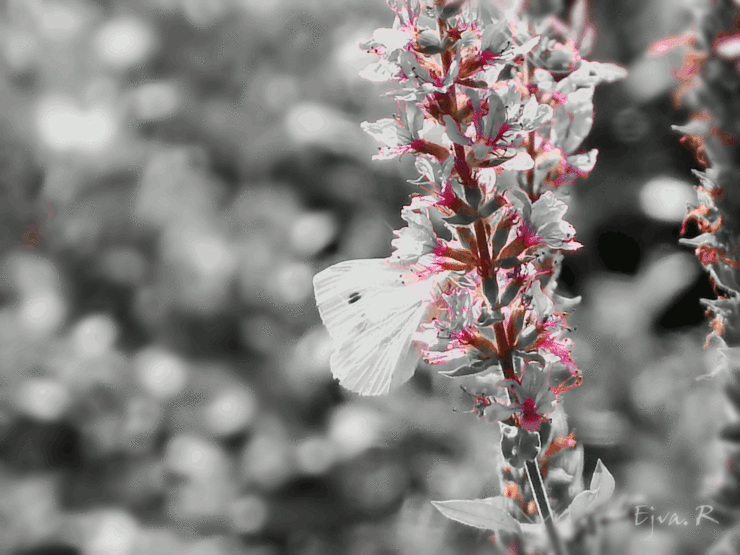 Pillangó Virág GIF